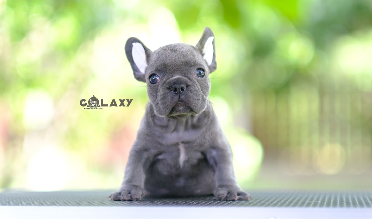 เพศผู้สีบลู โทนสีเทา ตาสีฟ้า โทนสว่าง หัวโต หน้าตาน่ารัก หน้าตาขี้อ้อน สุขภาพสมบูรณ์แข็งแรง สถานะพร้อมย้ายบ้าน ได้รับการฉีดวัคซีนรวมป้องกัน5โรค ,สุนัขร่างกายสมบูรณ์แข็งแรง สุขภาพจิตดี 092-9918888