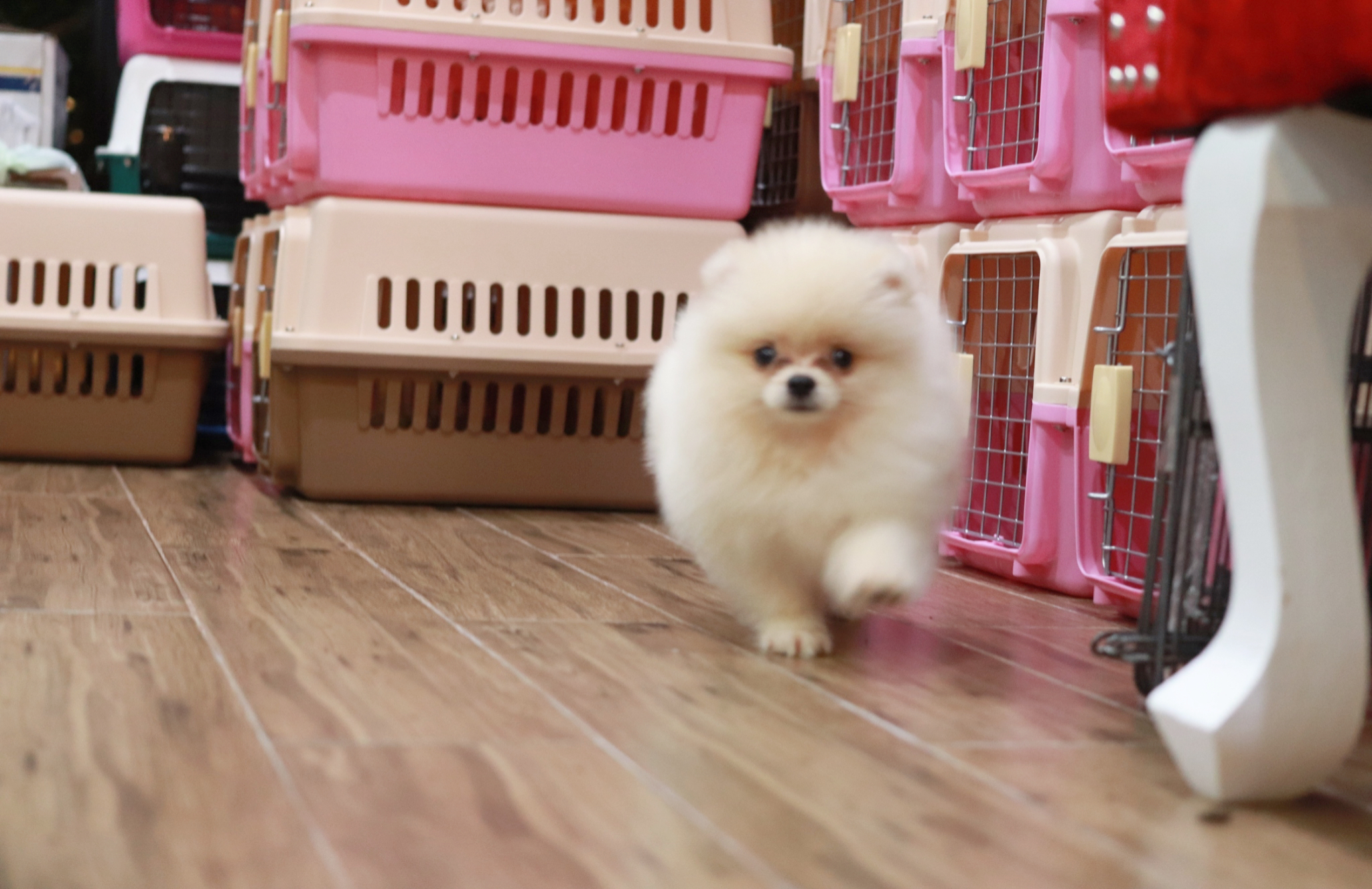 ปอมเมอเรเนียน เพศผู้ขาวครีม