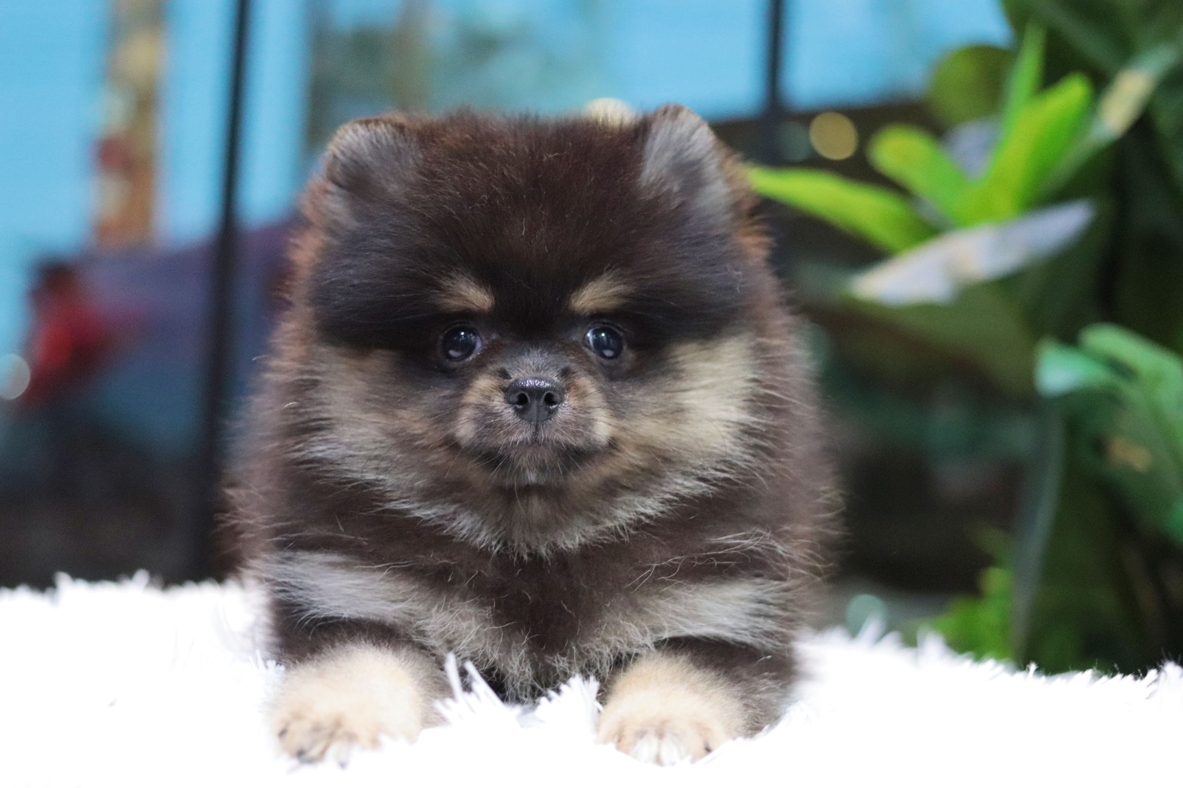 ปอมเมอเรเนียน เพศเมีย แบล็คแทน