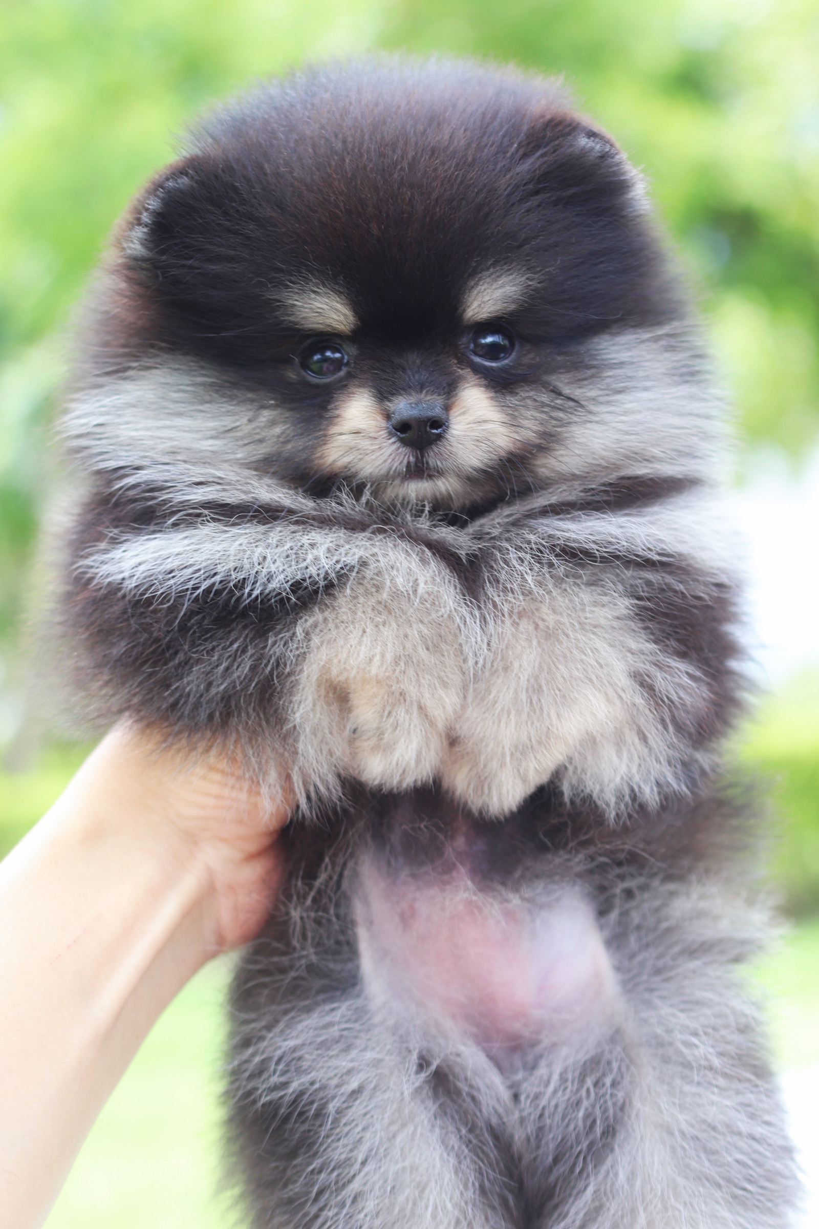 ปอมเมอเรเนียน เพศเมียสีแบล็คแทน