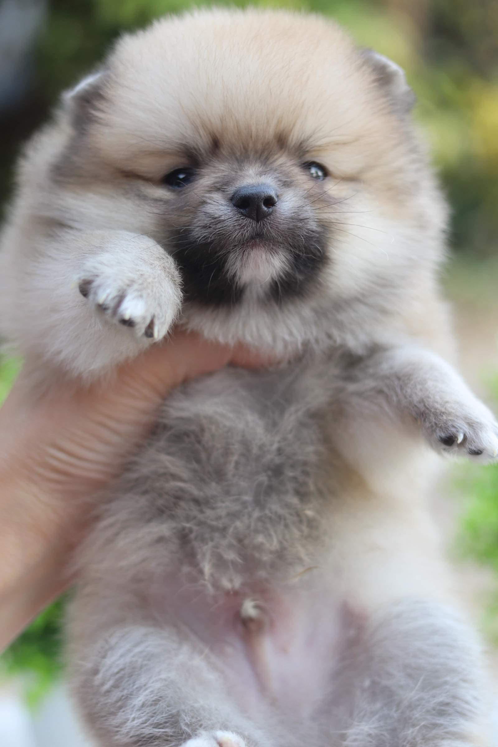 ปอมเมอเรเนียน เพศผู้