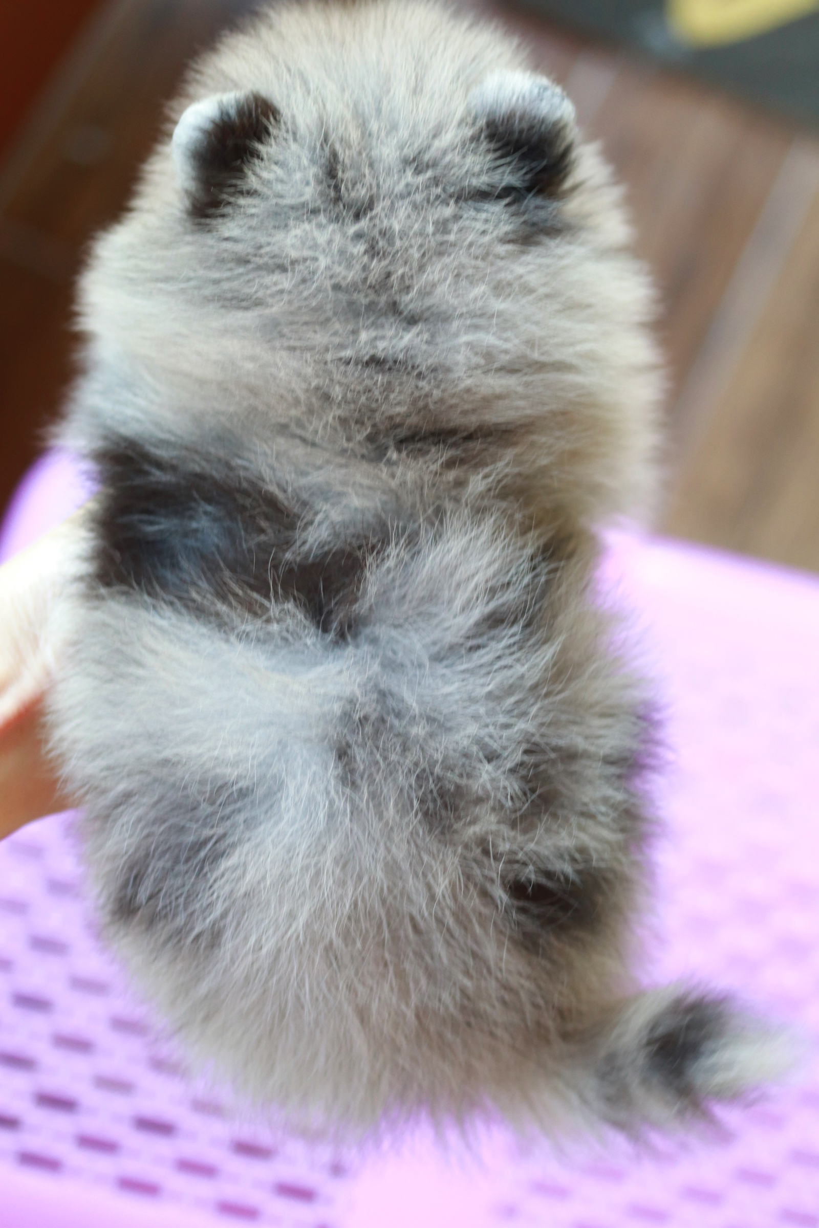 ปอมเมอเรเนียน เพศผู้ สีเมอร์เร่&แทน