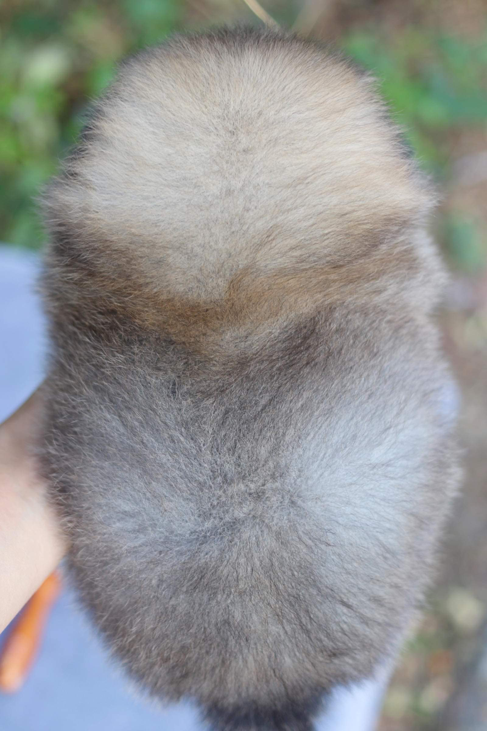 ปอมเมอเรเนียน เพศผู้