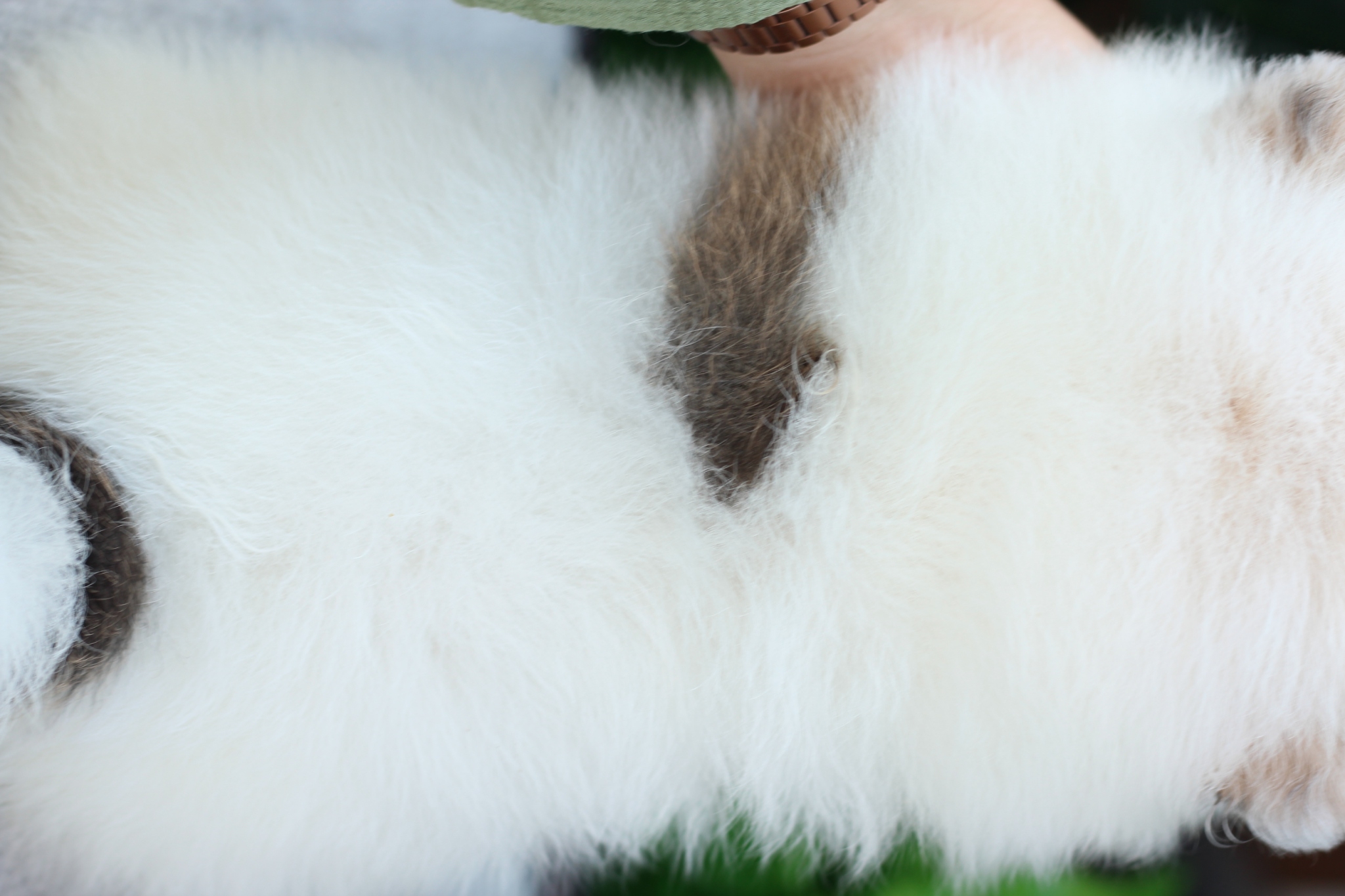 ปอมเมอเรเนียน เพศผู้ สีแฟนซี