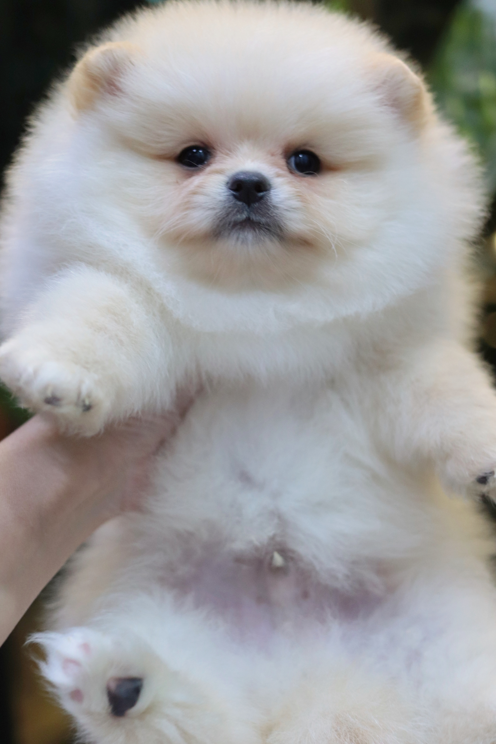 ปอมเมอเรเนียน เพศผู้ ขาวครีม