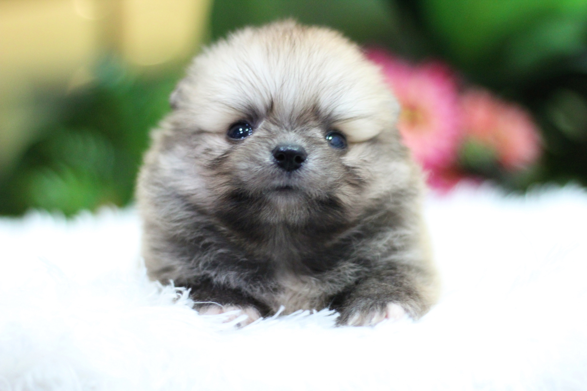 ปอมเมอเรเนียน เพศผู้ สีส้ม