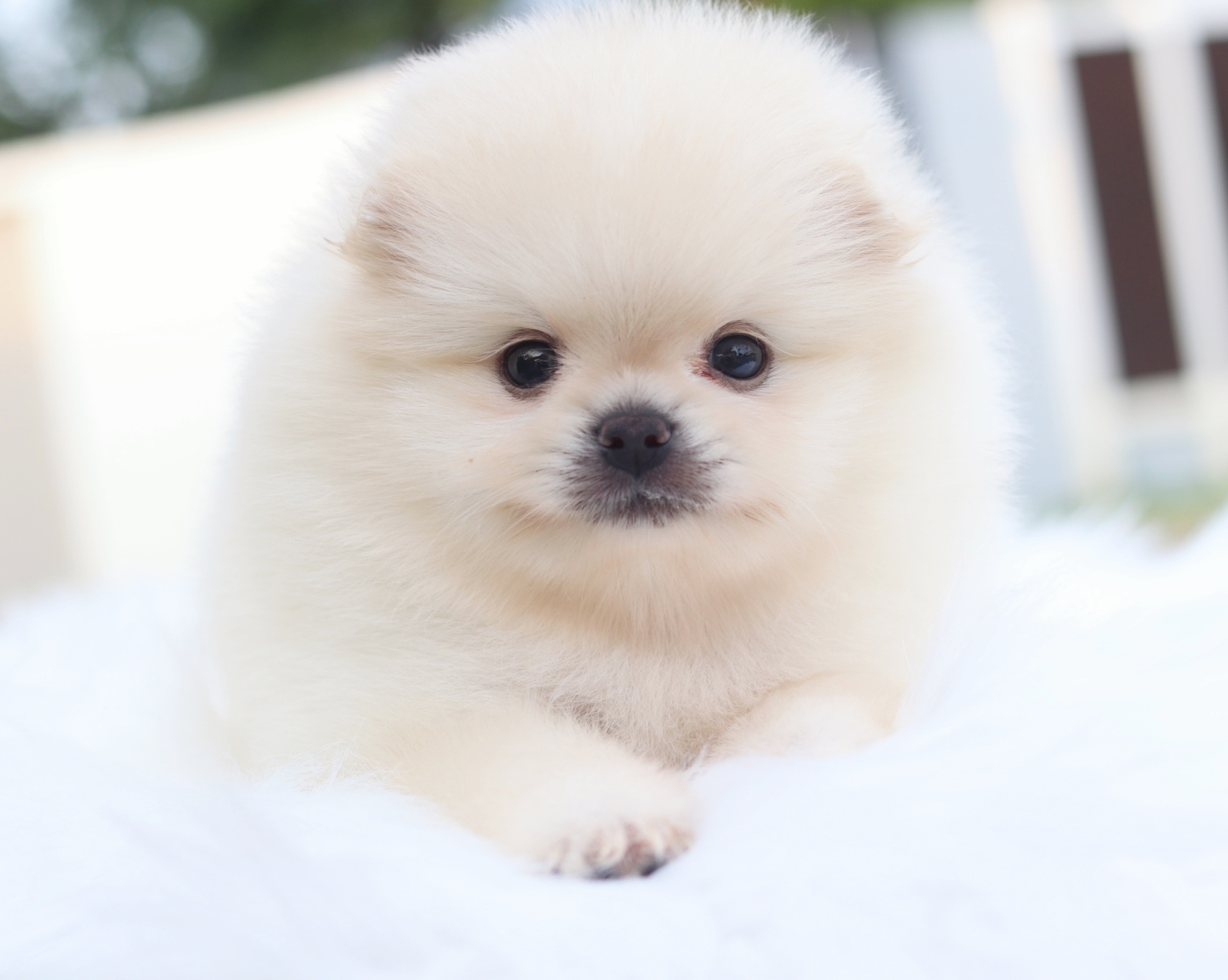 ปอมเมอเรเนียน เพศเมียสีขาวครีม