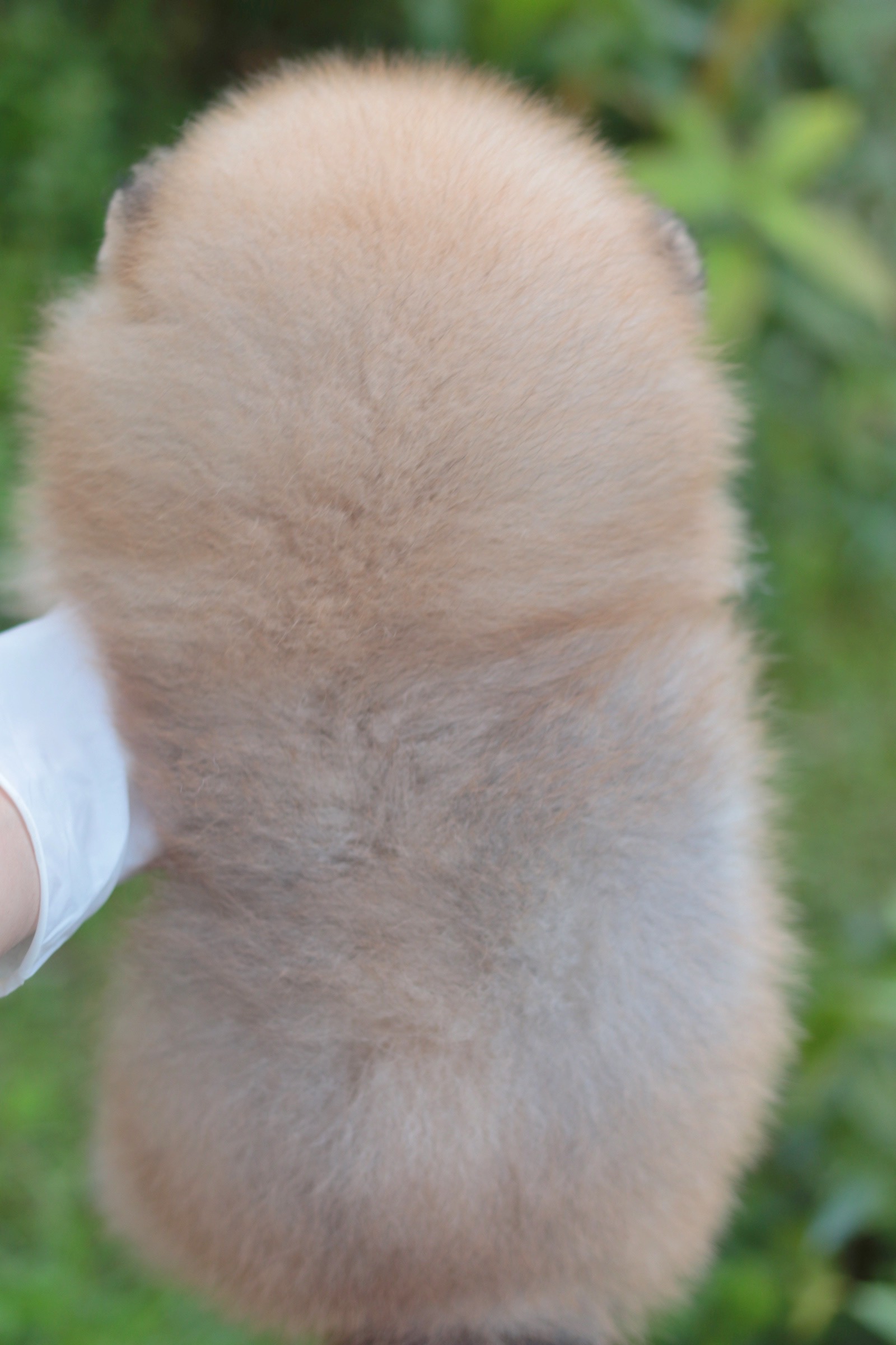 ปอมเมอเรเนียน เพศผู้ สีส้ม ไซส์ปกติ