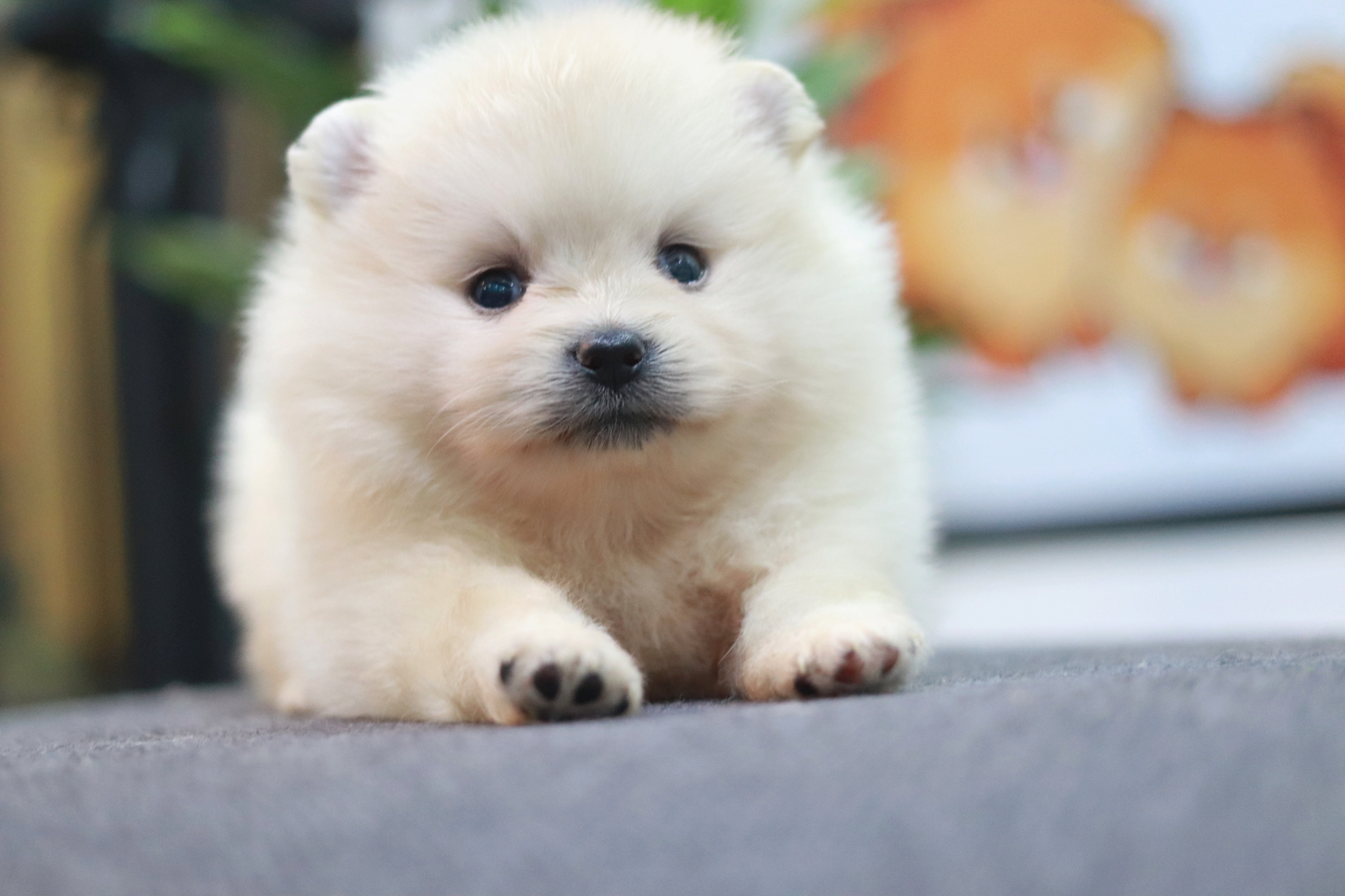 ปอมเมอเรเนียน เพศผู้