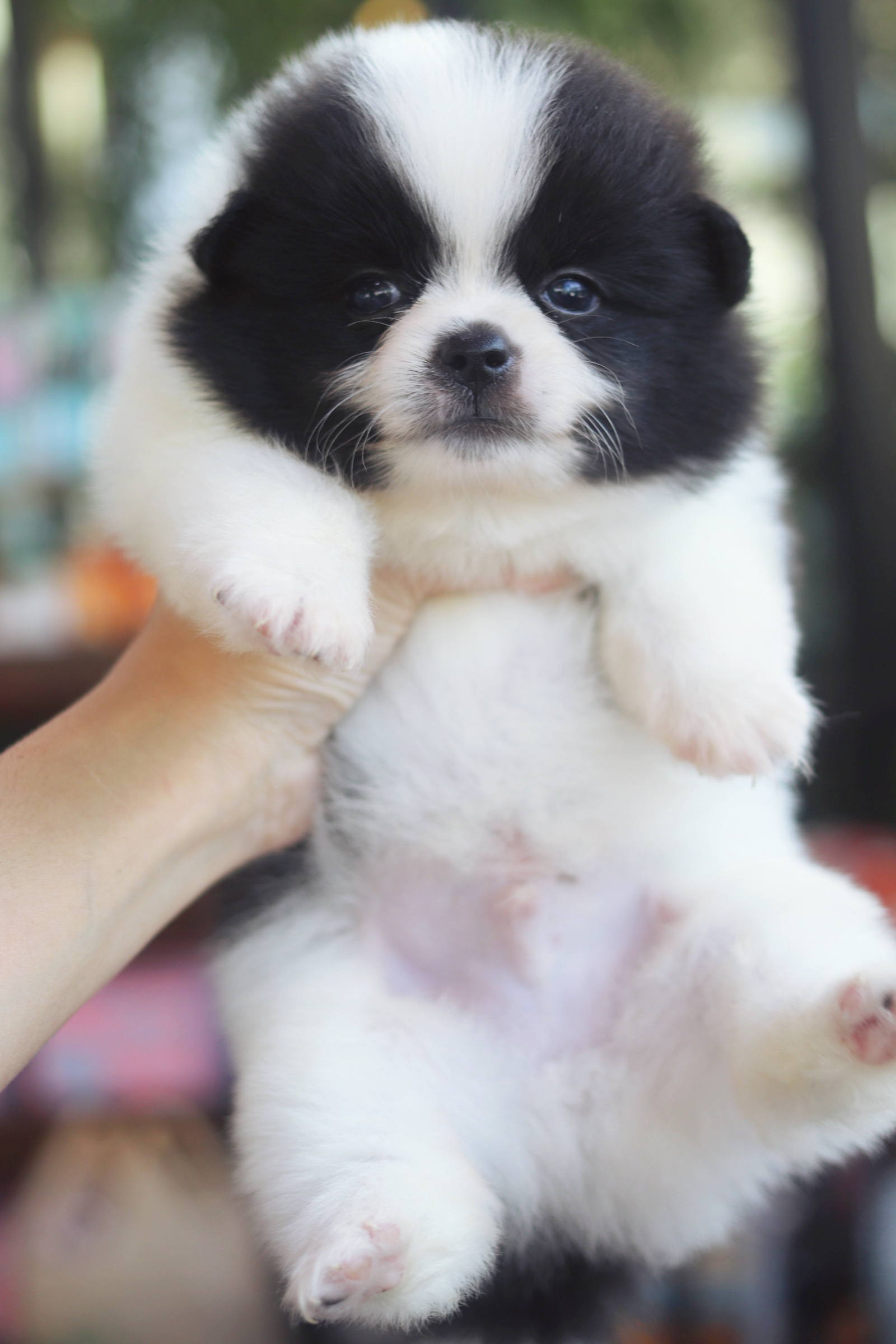 ปอมเมอเรเนียน เพศผู้ สีแฟนซี