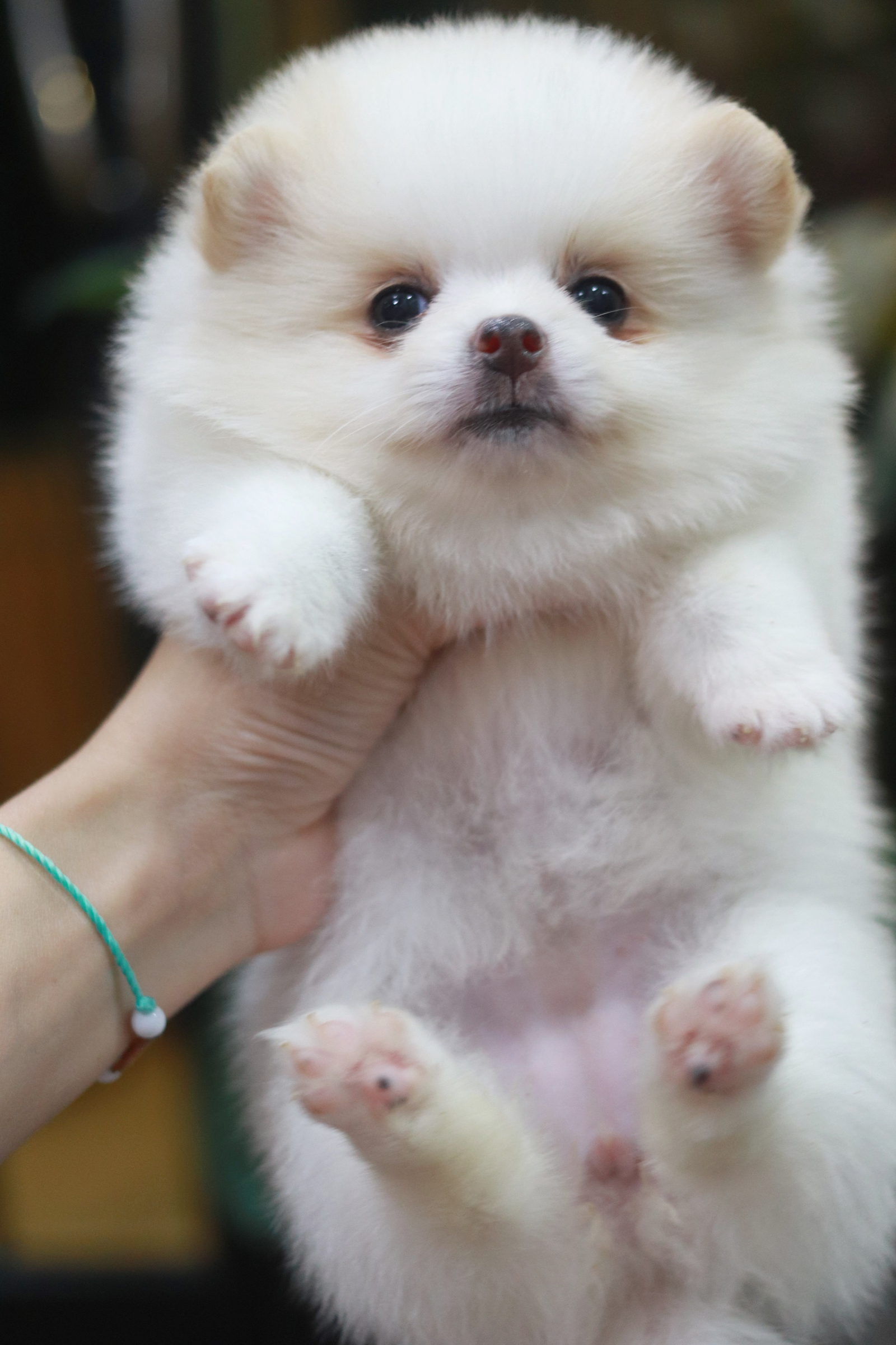 ปอมเมอเรเนียน เพศเมีย