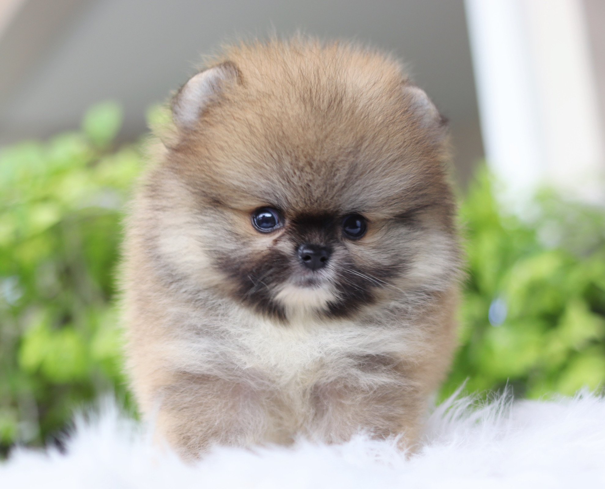 ปอมเมอเรเนียน เพศเมียสีส้ม เกรดโชว์