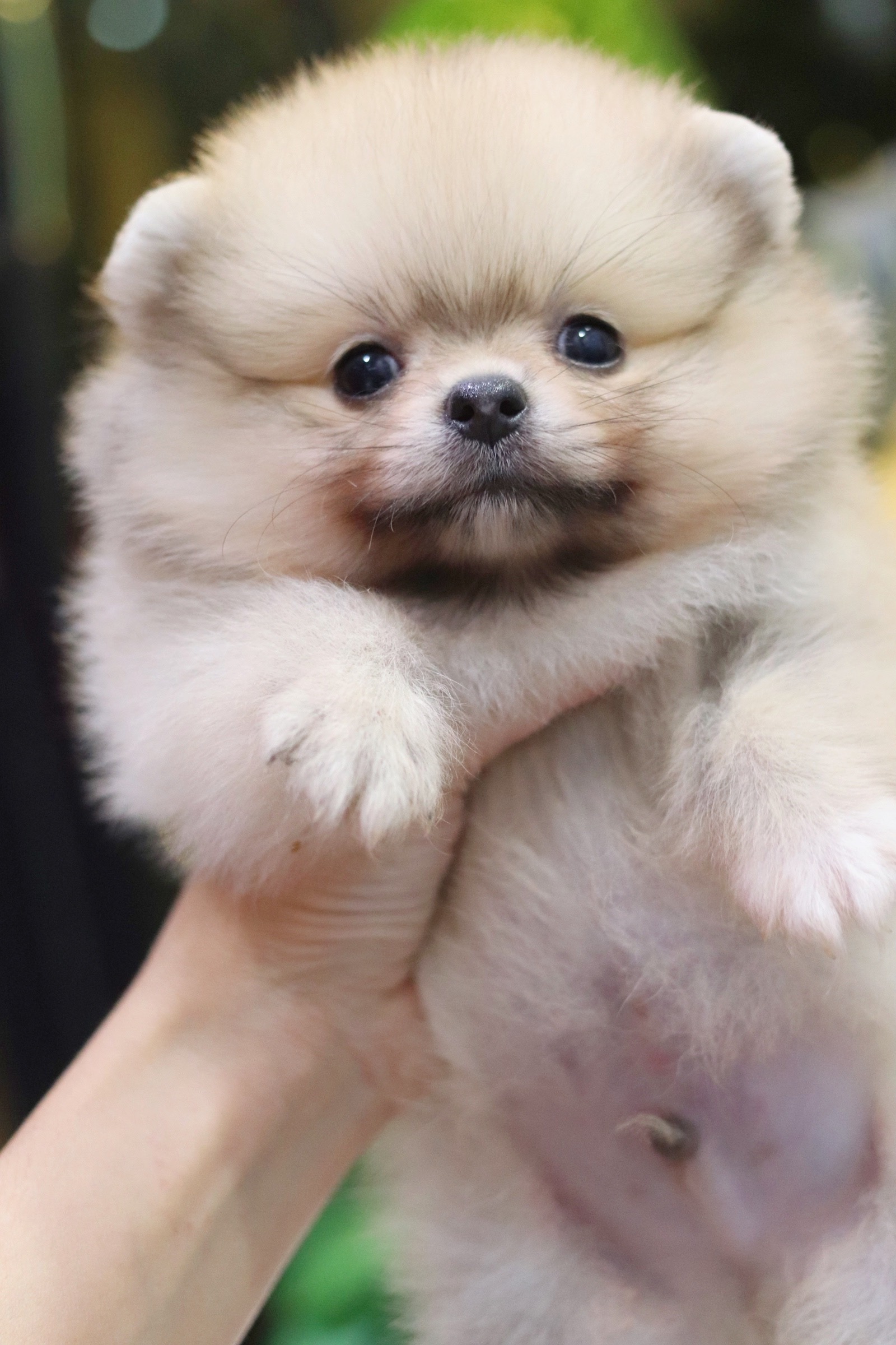 ปอมเมอเรเนียน เพศผู้ สีส้ม