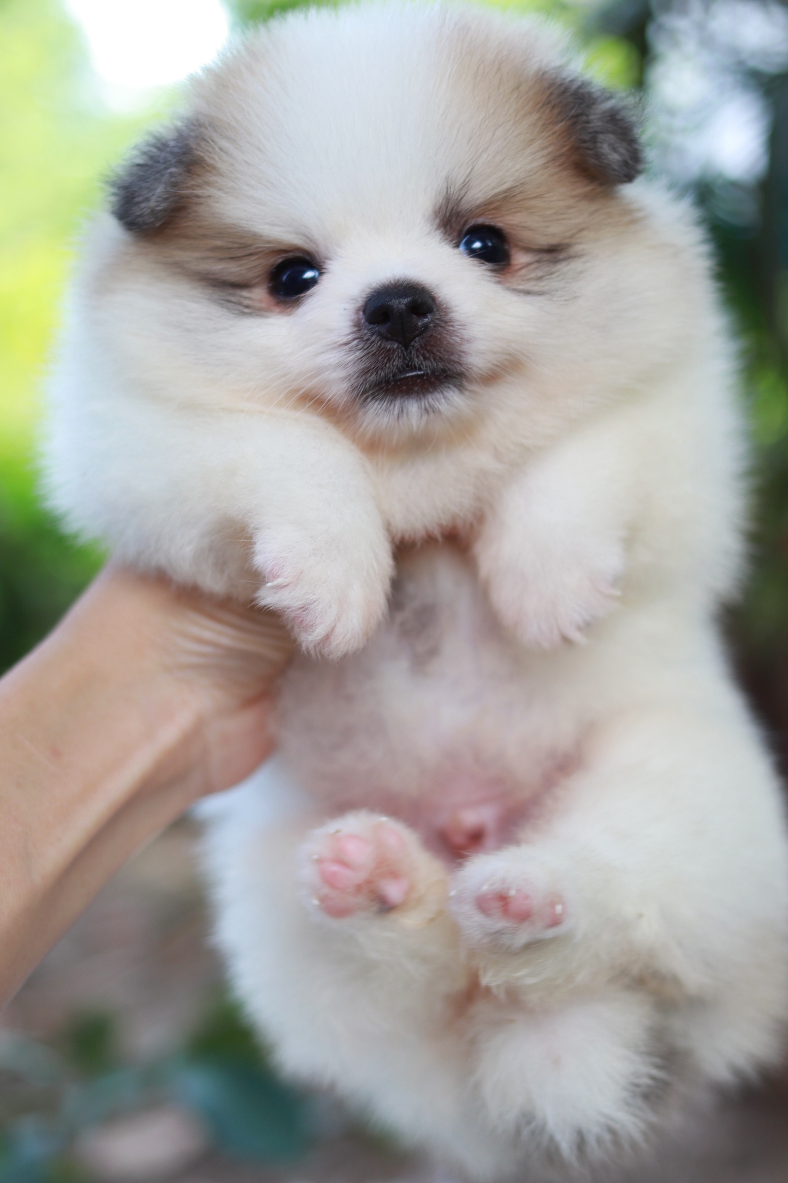 ปอมเมอเรเนียน เพศผู้ สีแฟนซีขนแน่นๆ