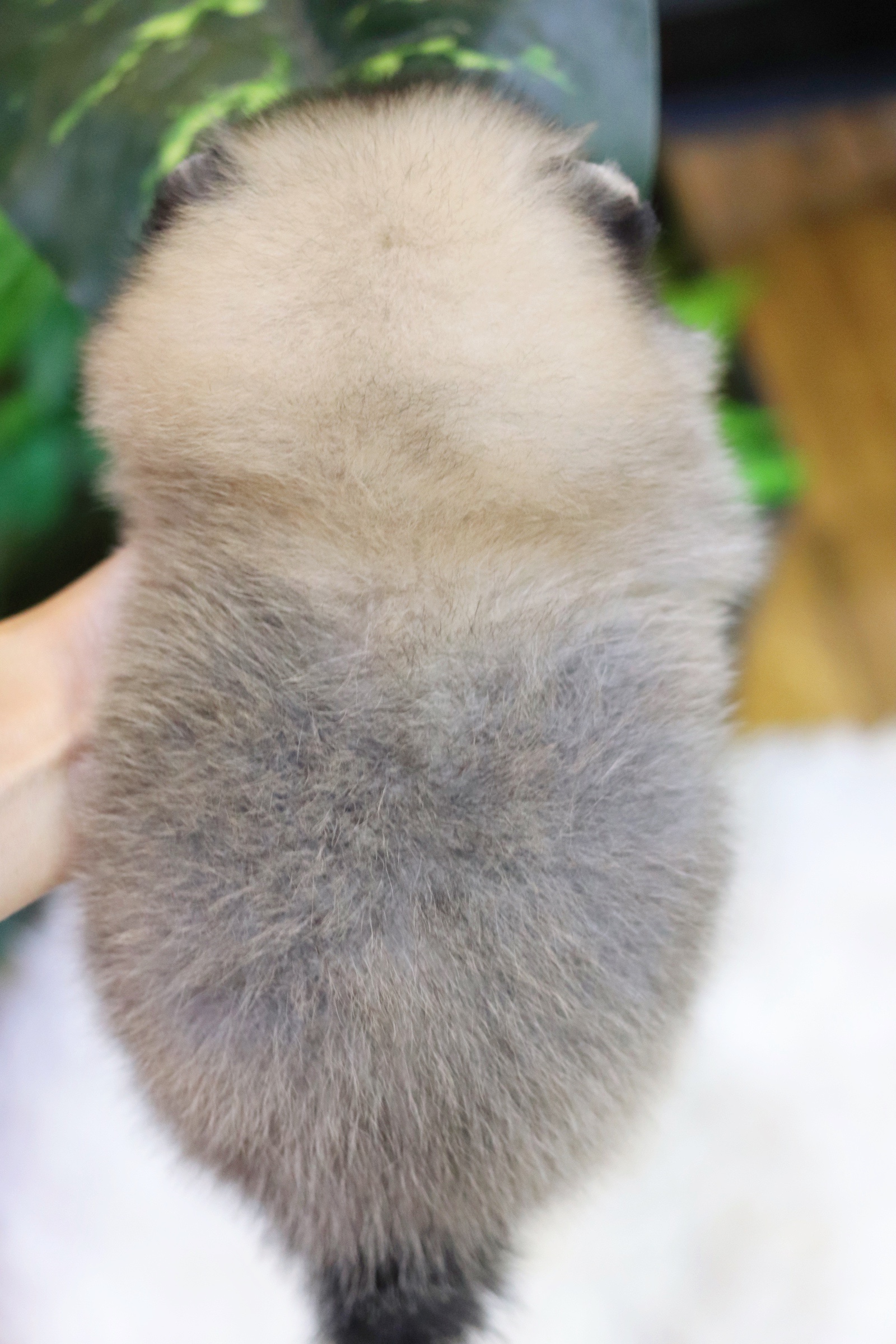 ปอมเมอเรเนียน เพศผู้สีส้ม