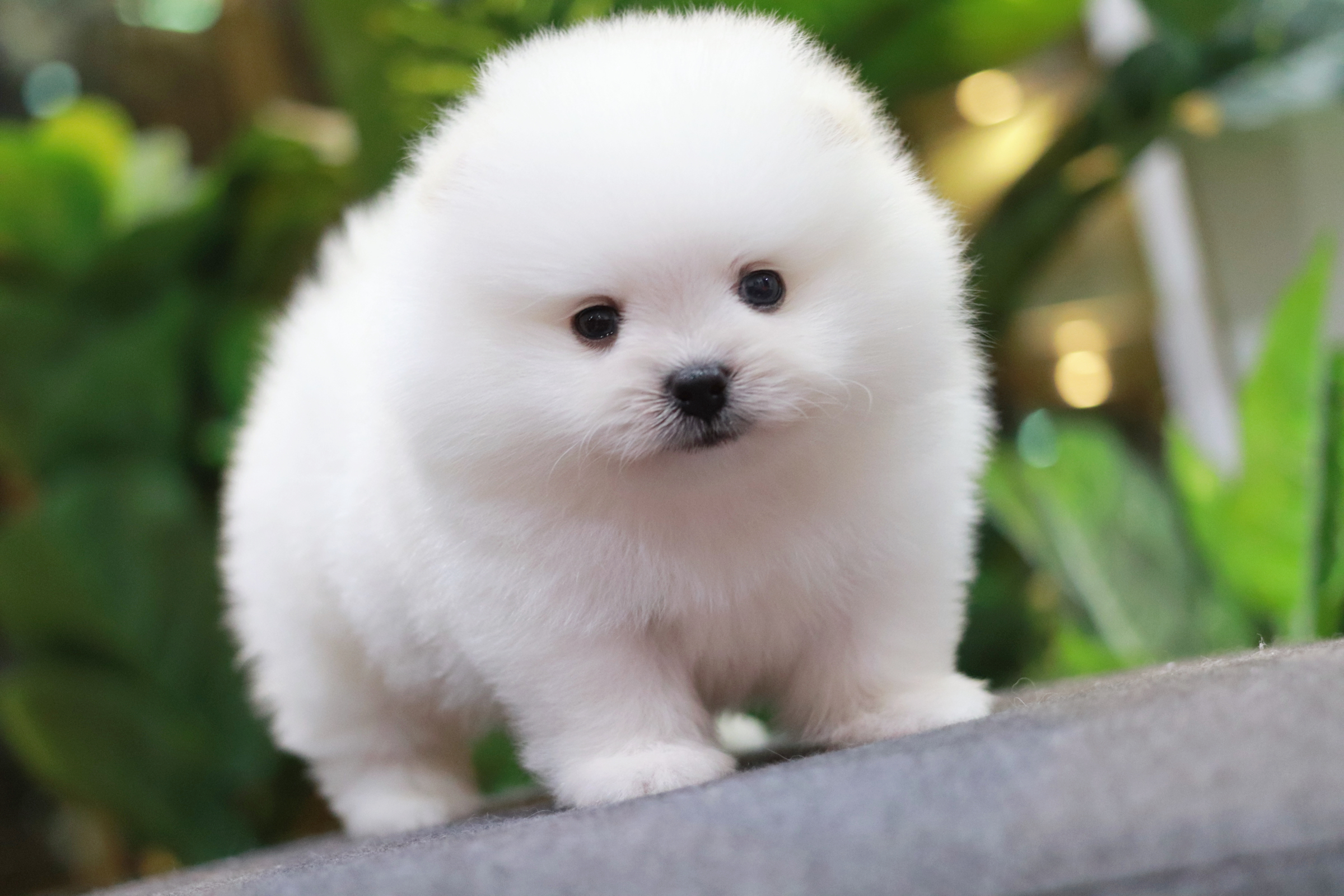 ปอมเมอเรเนียน เพศผู้