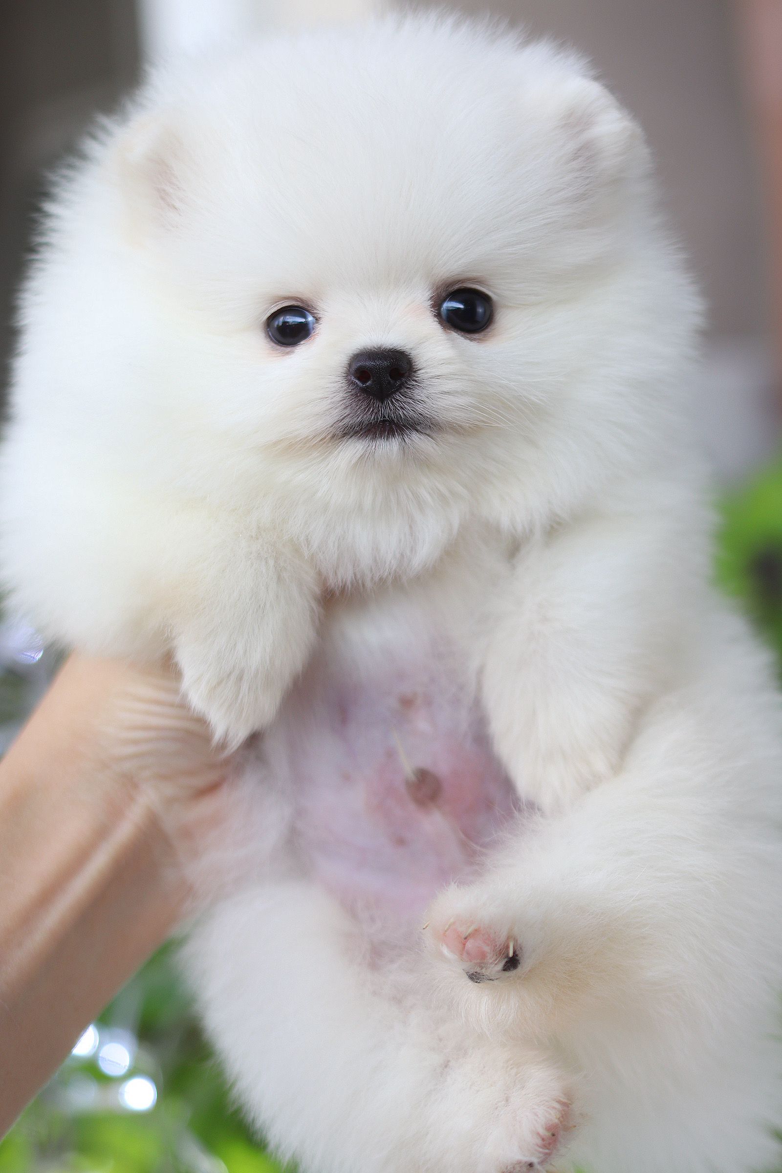 ปอมเมอเรเนียน เพศผู้ สีขาวครีม เกรดโชว์ สายเลือดเกาหลี