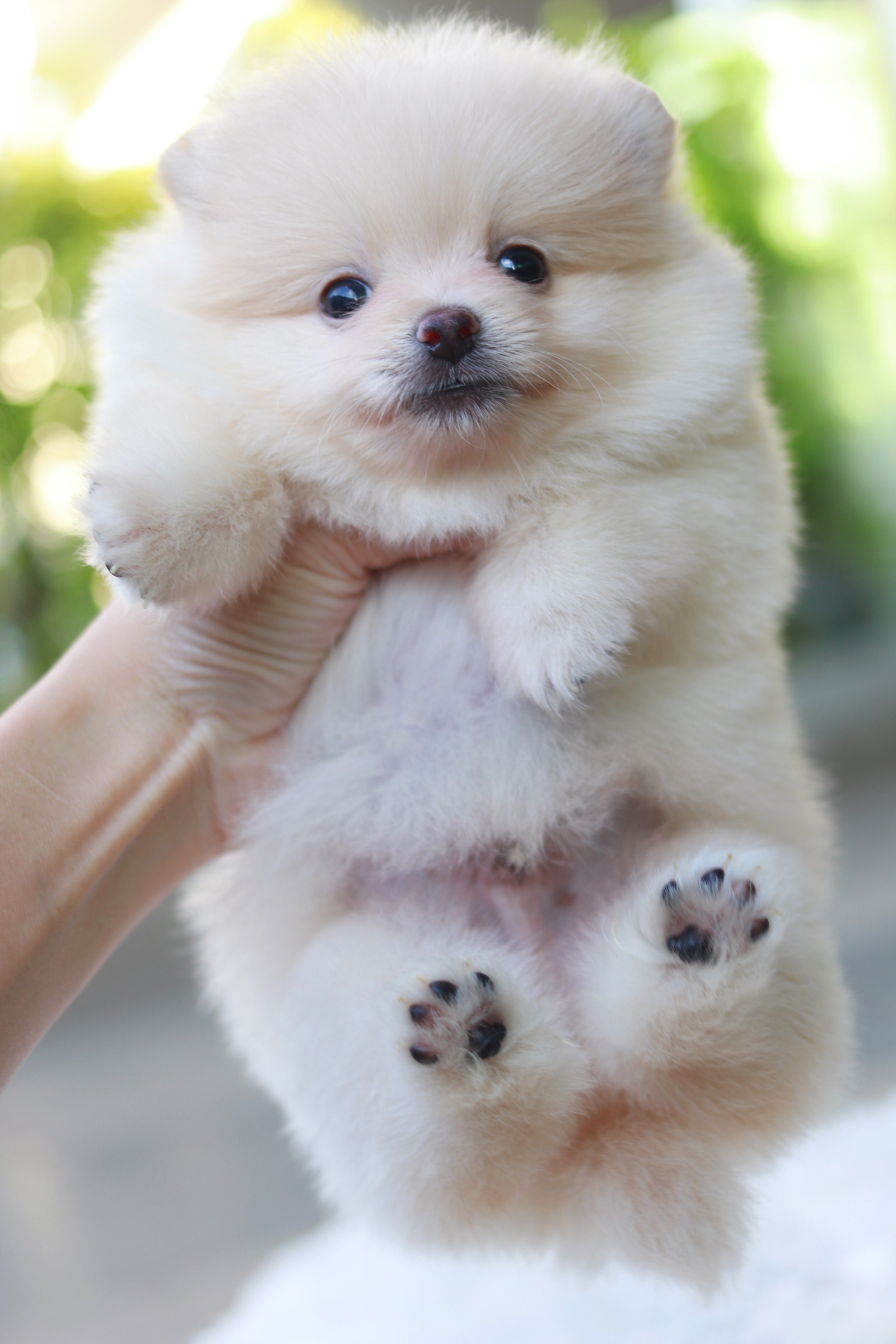 ปอมเมอเรเนียน เพศผู้ สีครีม