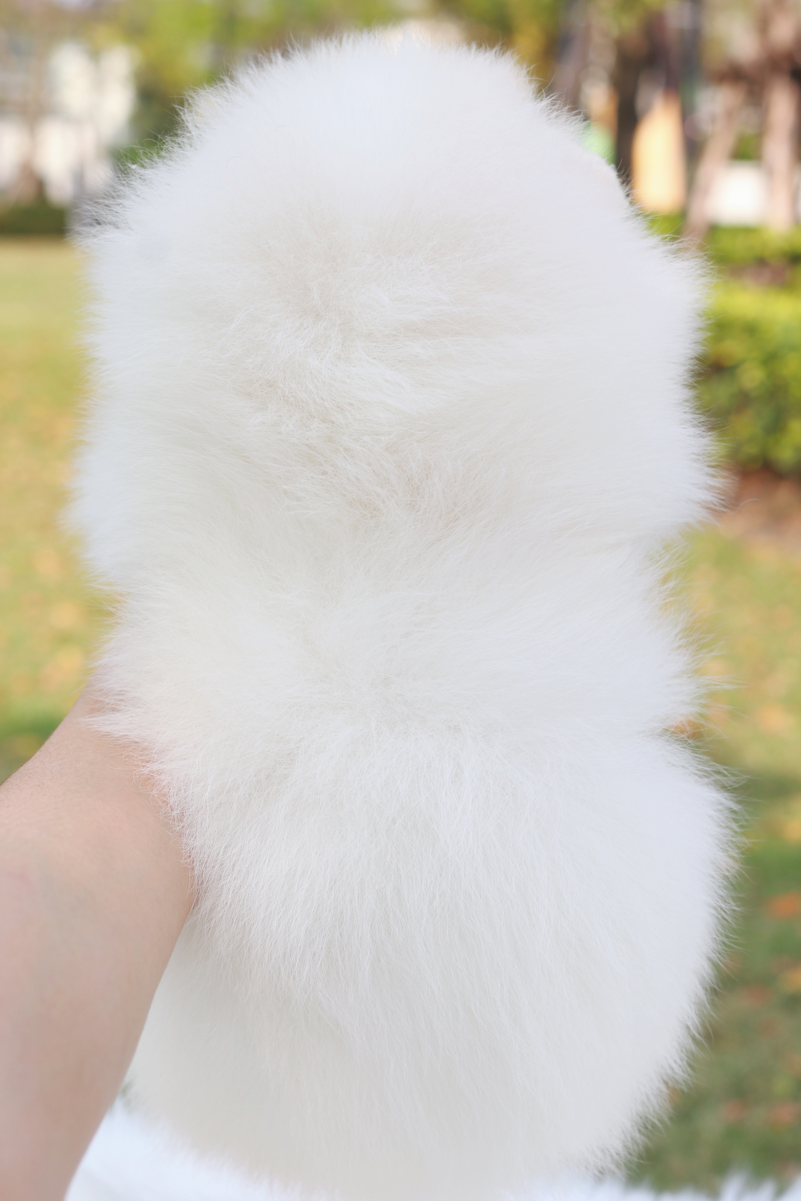 ปอมเมอเรเนียน เพศผู้สีขาวครีมเกรดโชว์