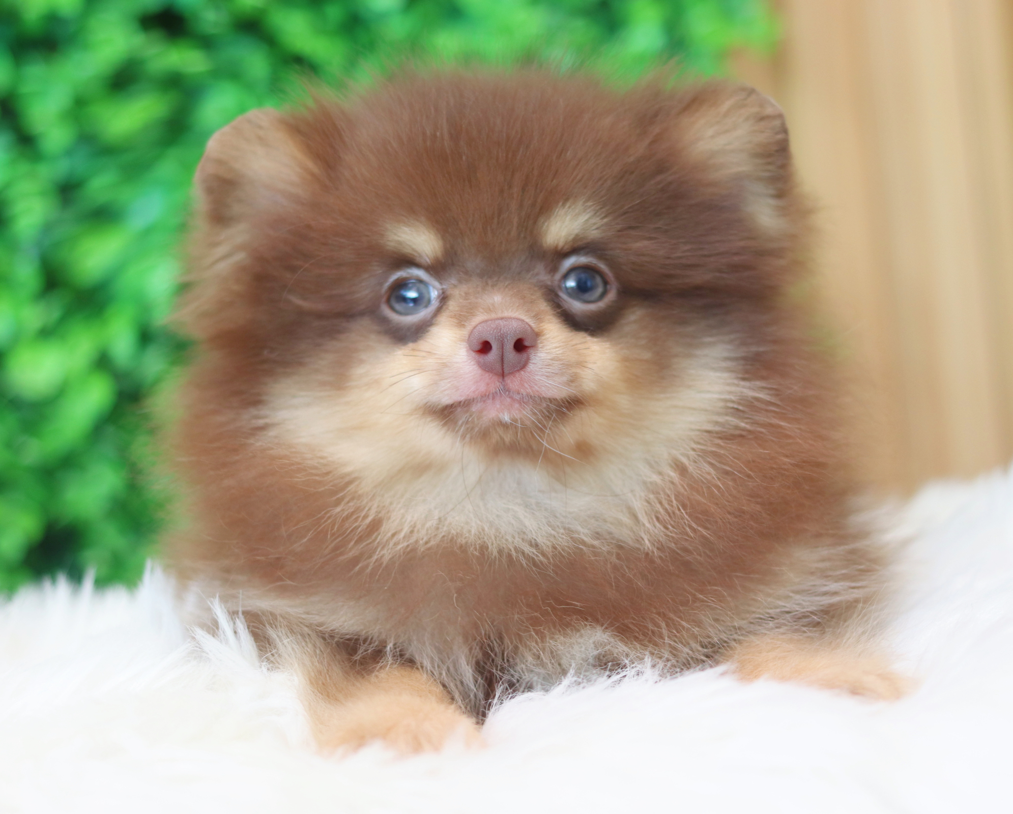 ปอมเมอเรเนียน เพศผู้สีช็อคแทน