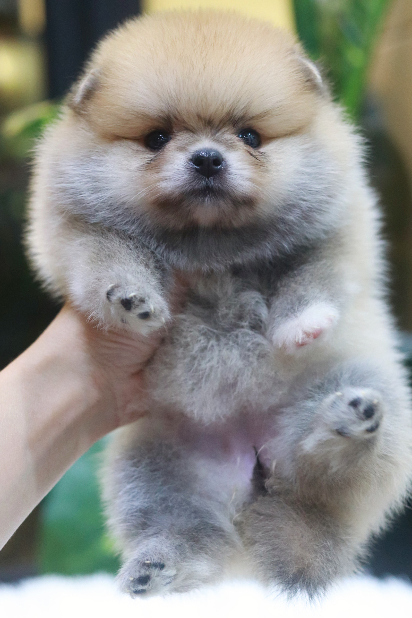 ปอมเมอเรเนียน เพศเมียสีส้ม หน้าตุ๊กตา ขนแน่น