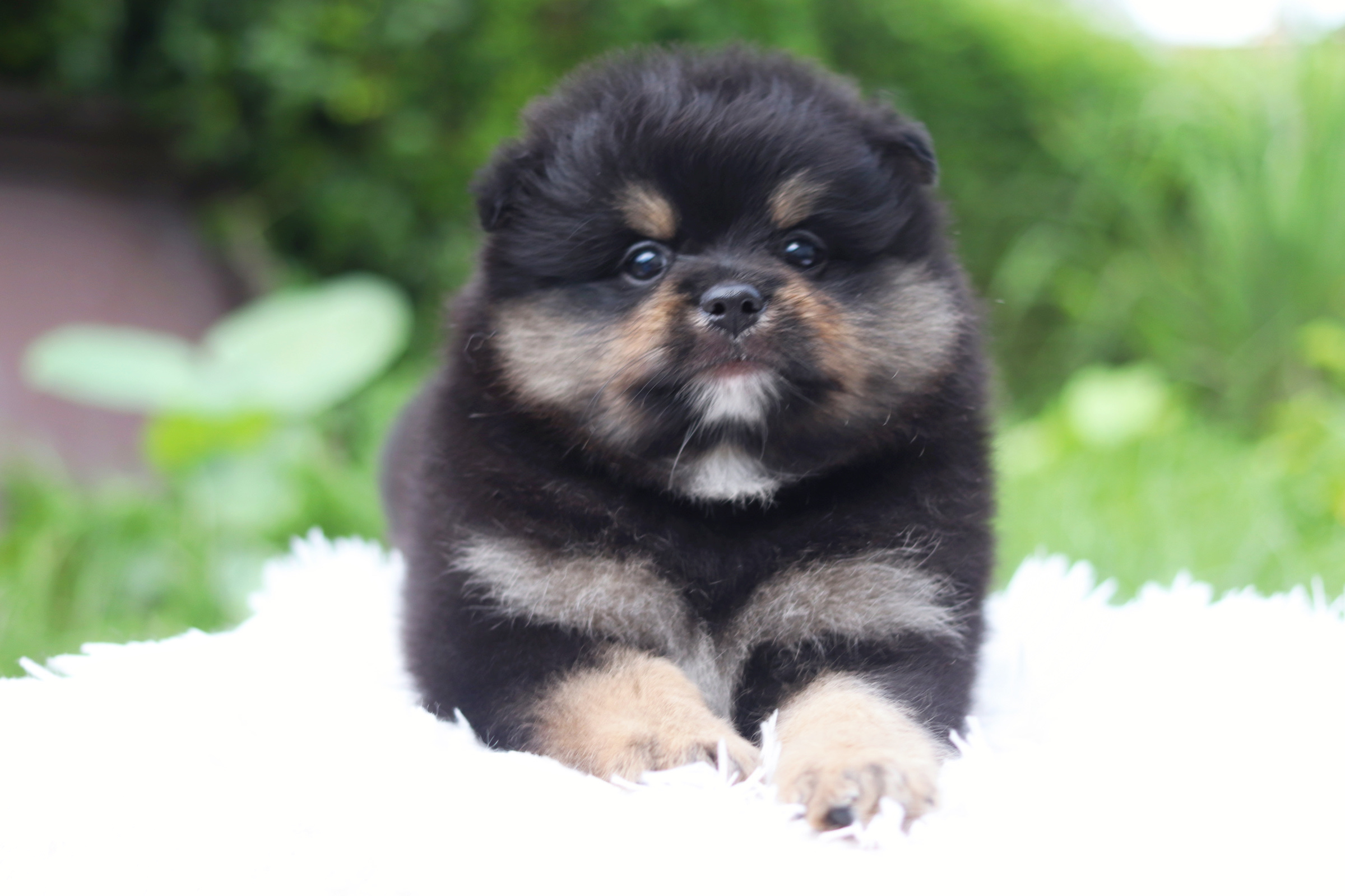 ปอมเมอเรเนียน เพศผู้ แบล็คแทน