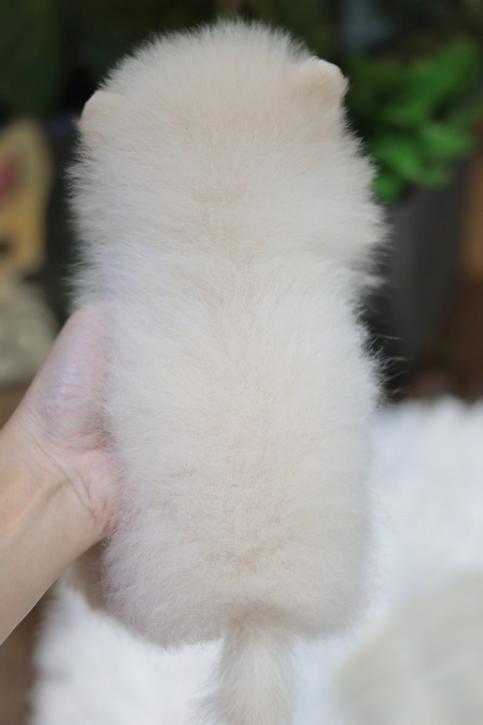 ปอมเมอเรเนียน เพศเมียสีขาวครีม