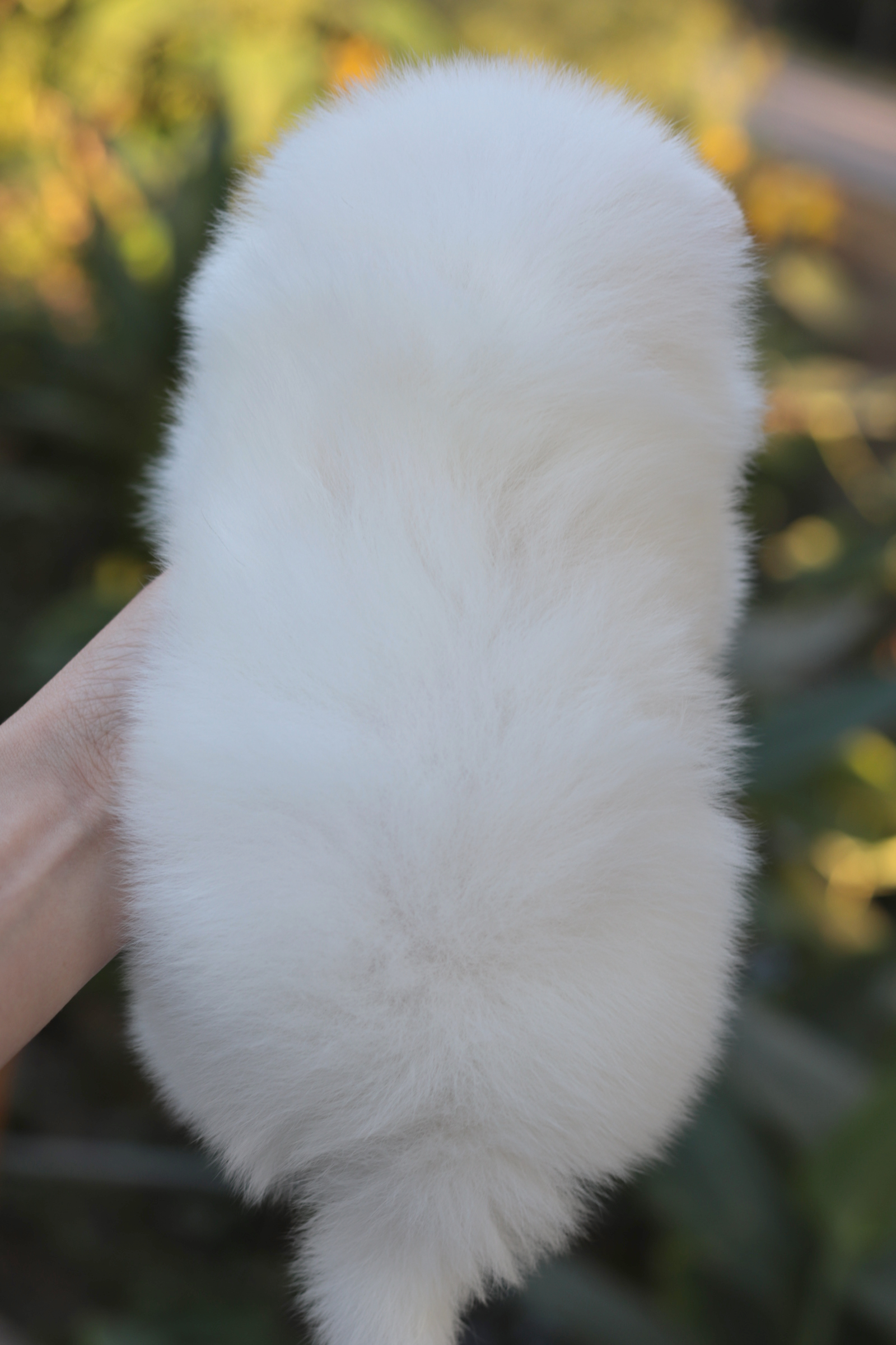 ปอมเมอเรเนียน เพศเมีย