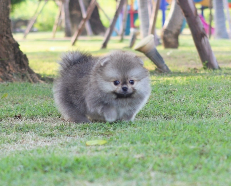 ปอมเมอเรเนียน เพศผู้สีส้มขนแน่น