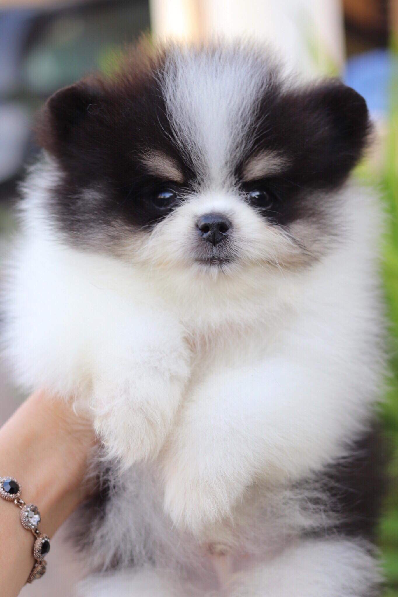 ปอมเมอเรเนียน เพศผู้