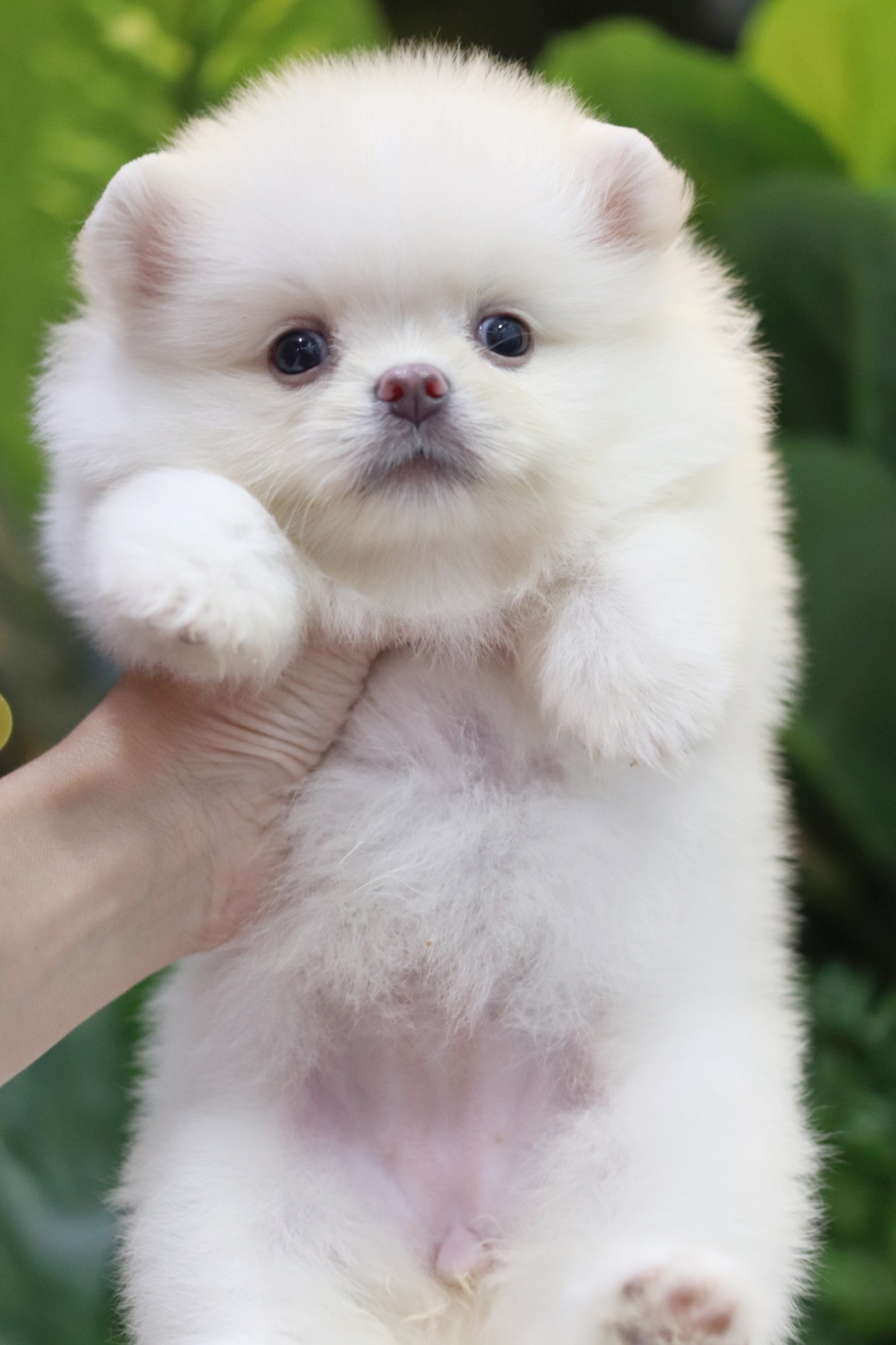 ปอมเมอเรเนียน เพศเมียขาวครีม