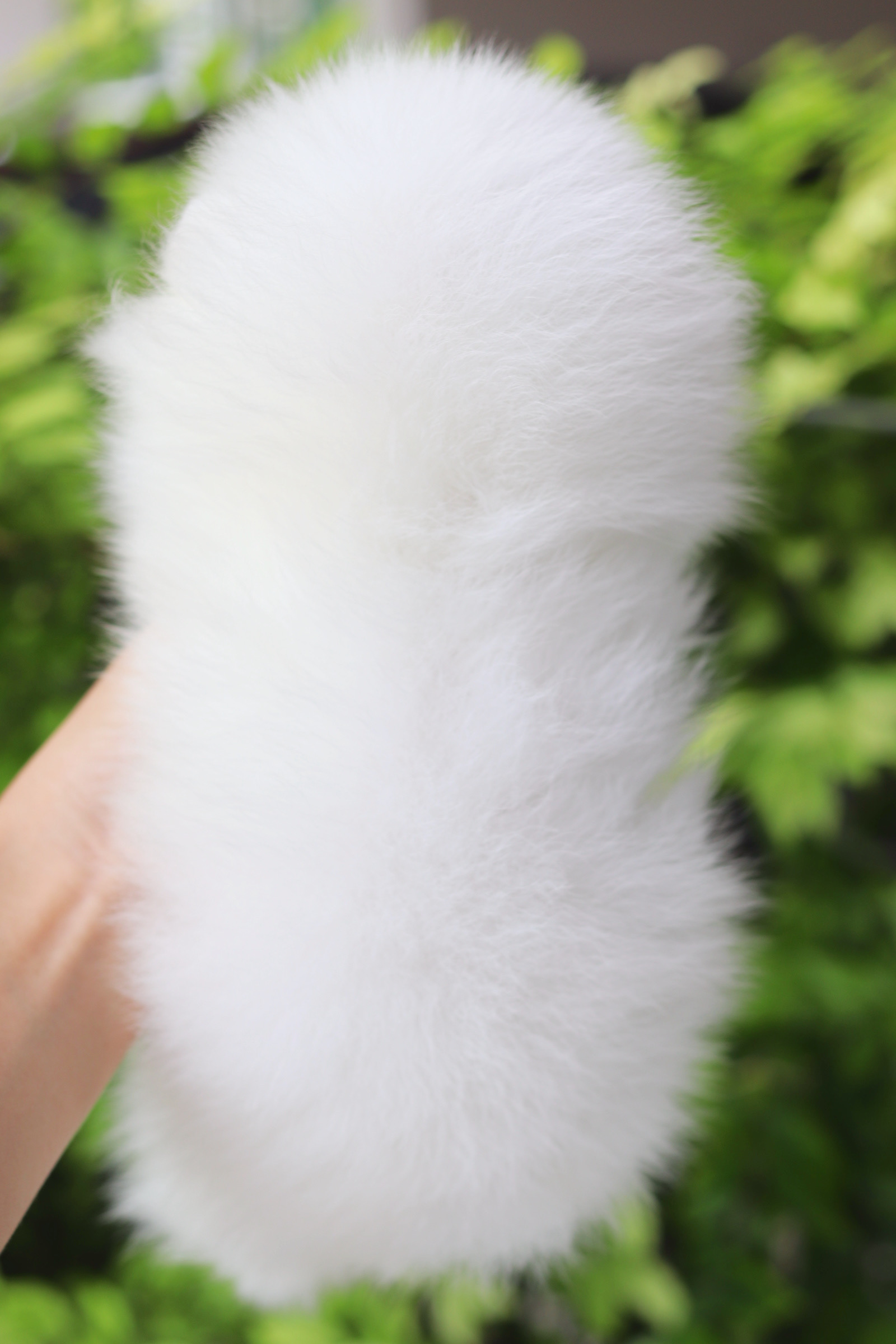 ปอมเมอเรเนียน เพศผู้สีขาว เกรดโชว์