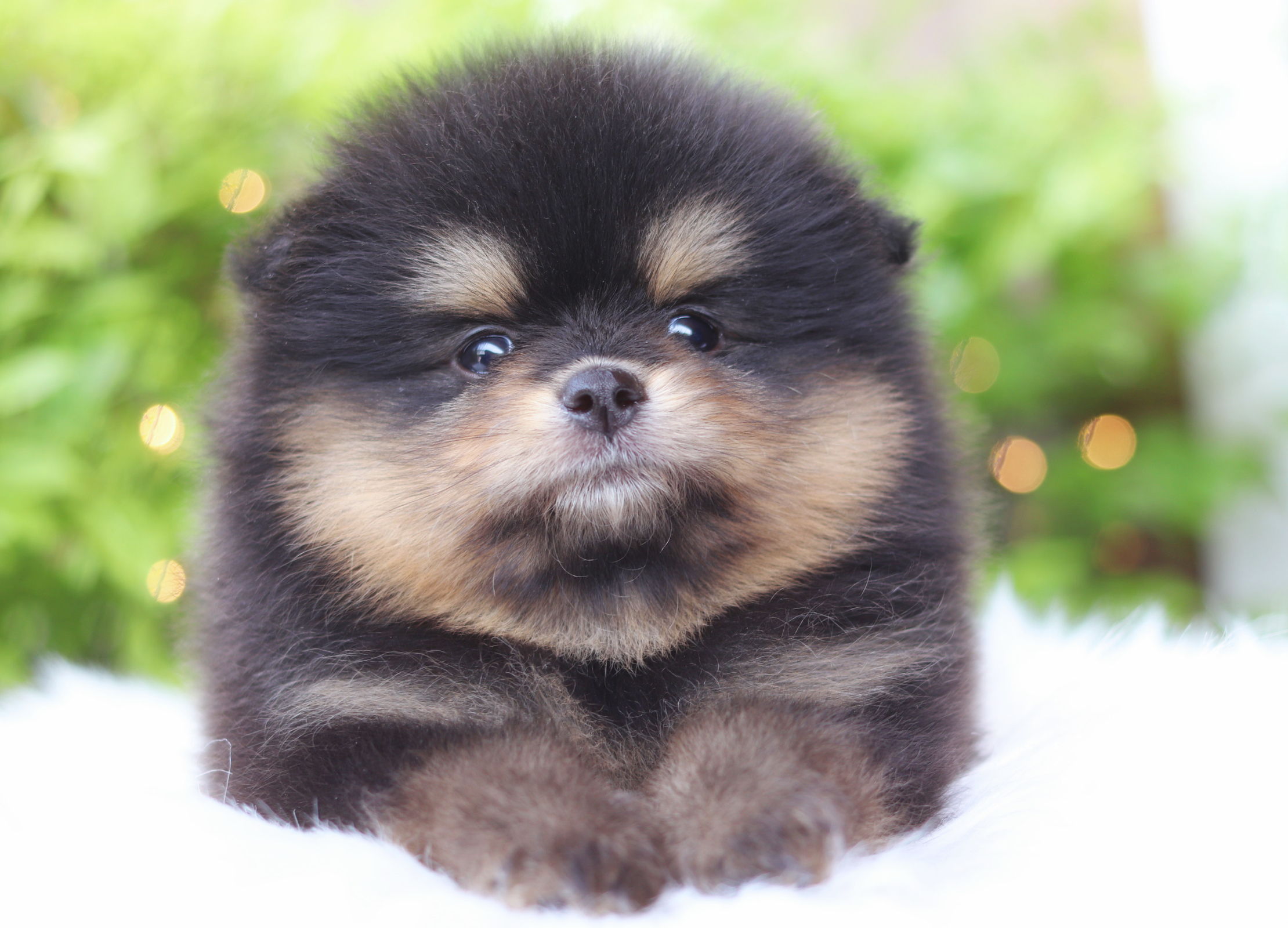 ปอมเมอเรเนียน เพศเมียสีแบล็คแทน