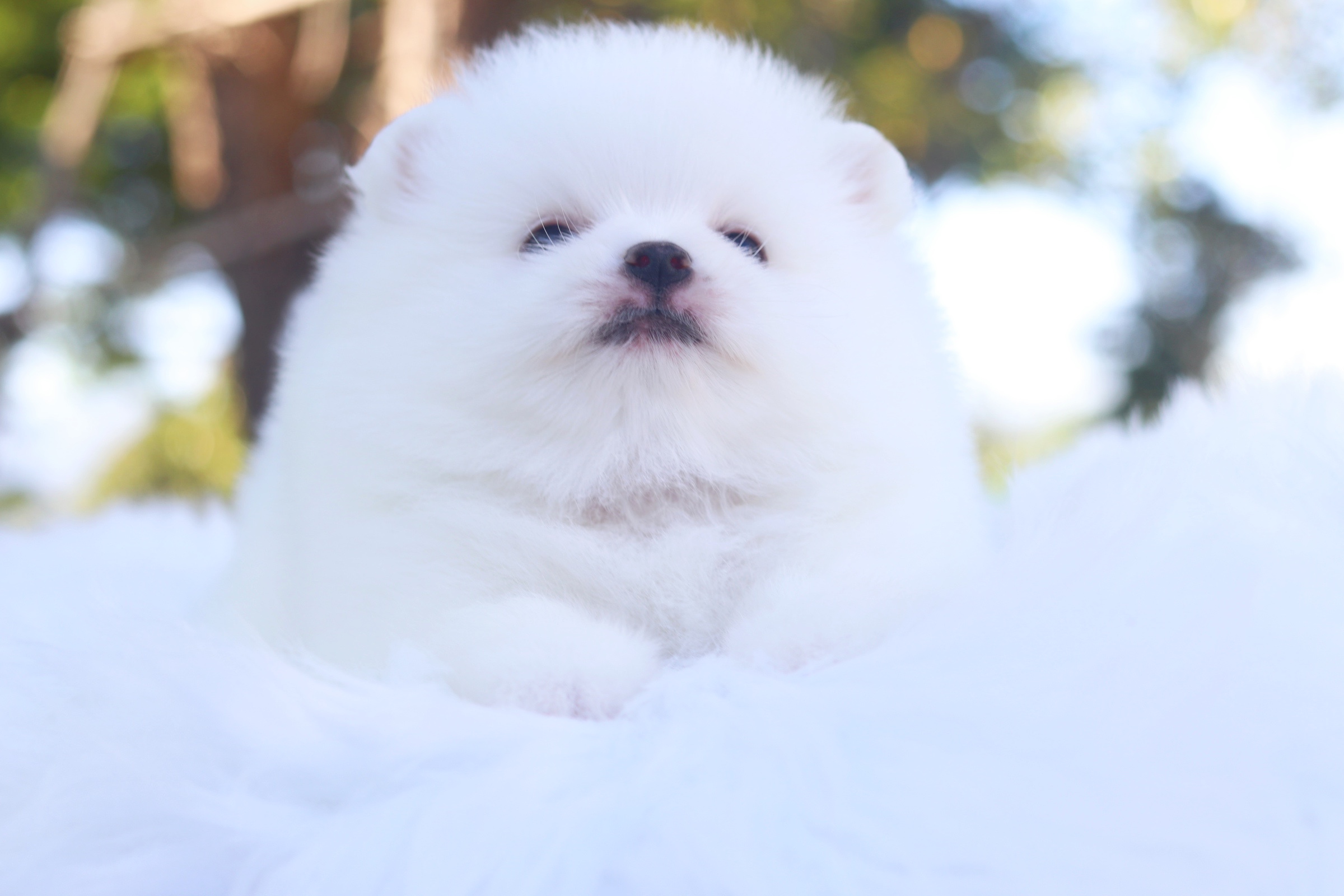 ปอมเมอเรเนียน เพศผู้ สีขาวครีม