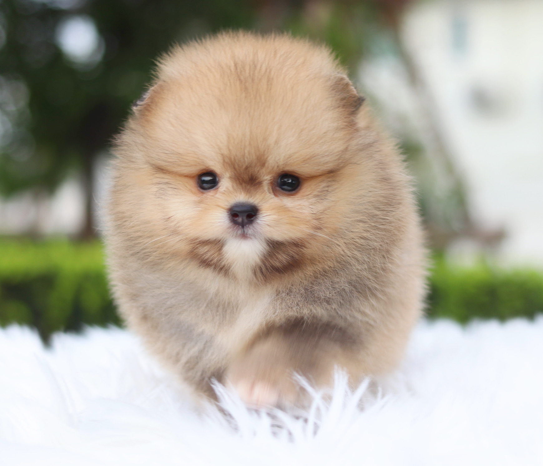 ปอมเมอเรเนียน เพศเมียสีส้ม เกรดโชว์