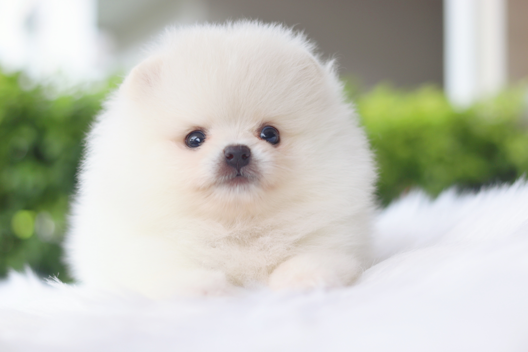 ปอมเมอเรเนียน เพศผู้สีขาวครีม