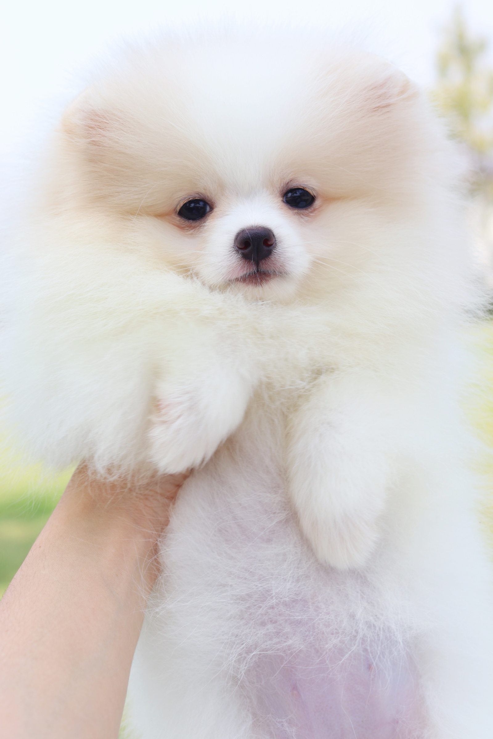 ปอมเมอเรเนียน เพศเมียสีแฟนซี