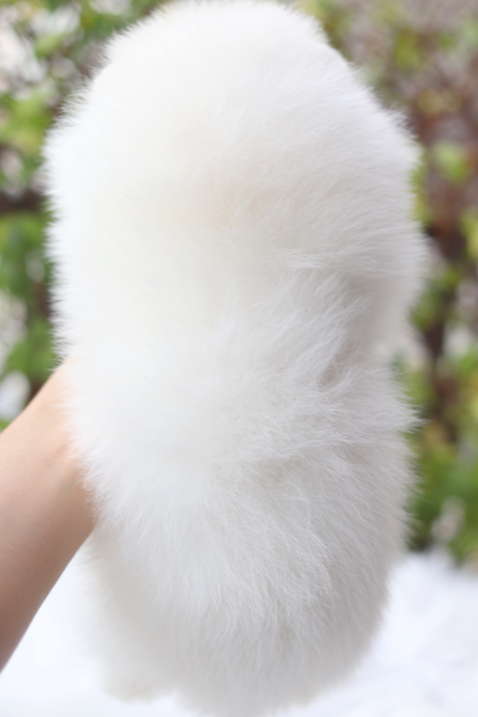 ปอมเมอเรเนียน เพศเมียสีขาวครีม