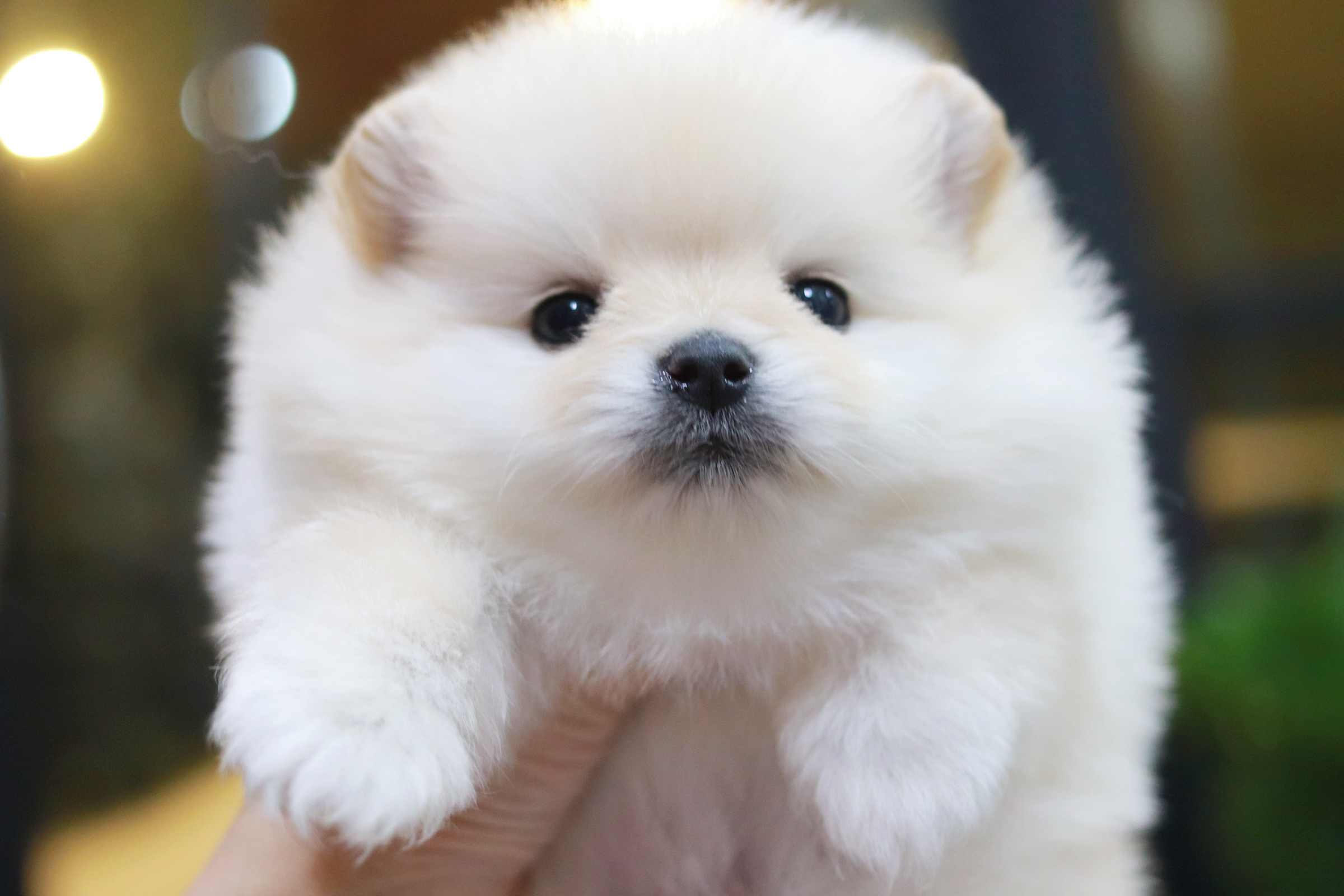 ปอมเมอเรเนียน เพศเมีย