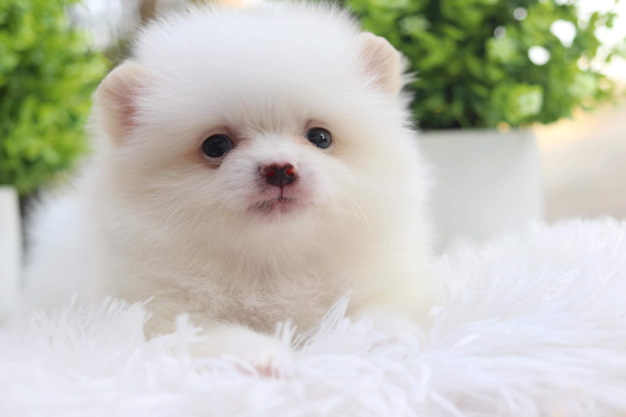 ปอมเมอเรเนียน เพศผู้