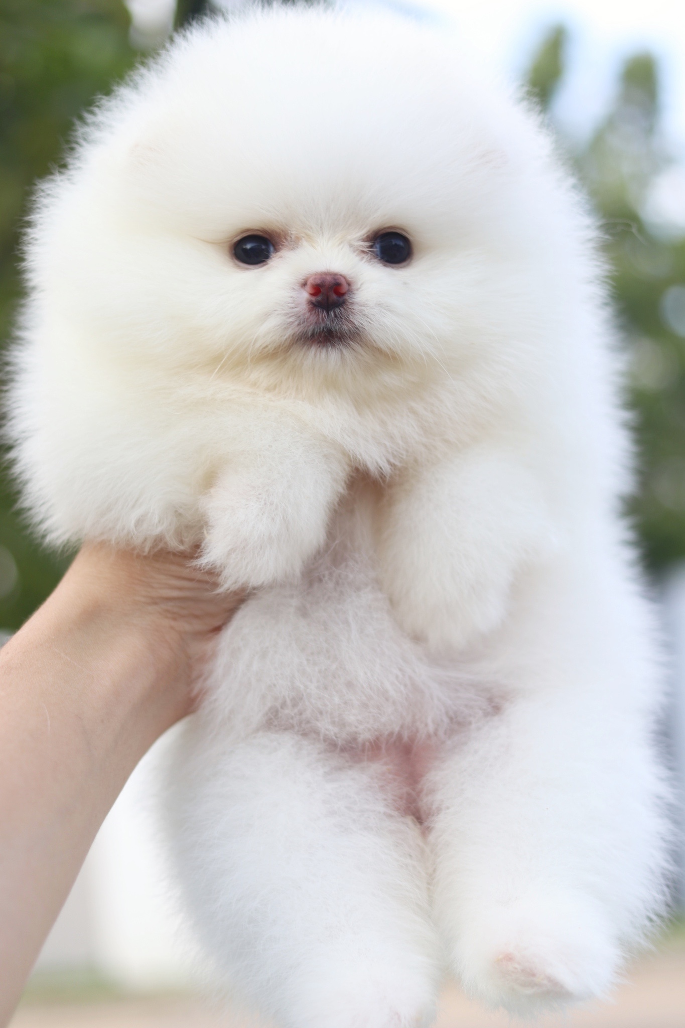 ปอมเมอเรเนียน เพศเมียสีขาว เกรดโชว์ พร้อมใบเพ็ดเต็มใบ