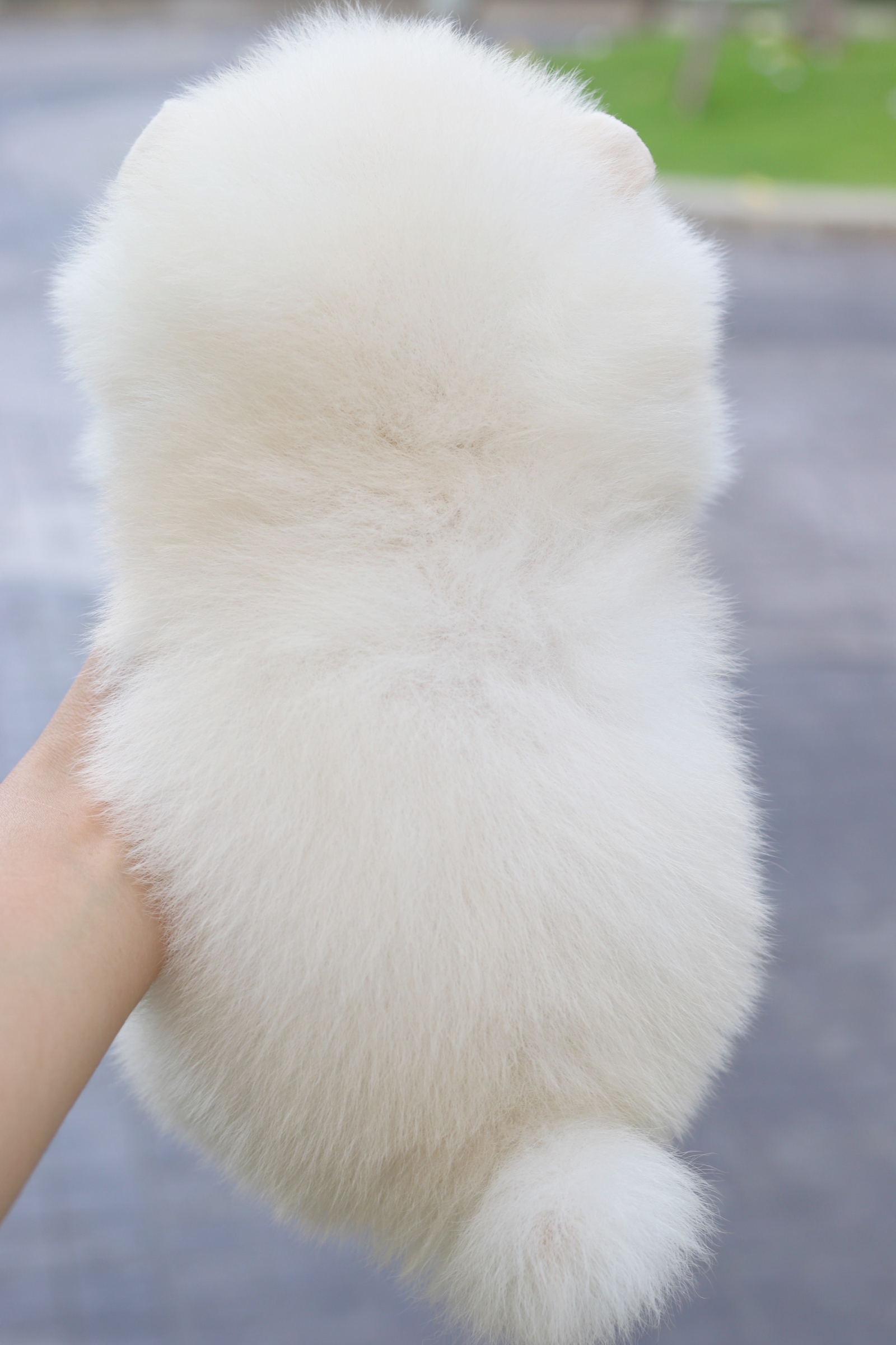 ปอมเมอเรเนียน เพศผู้สีขาวครีม