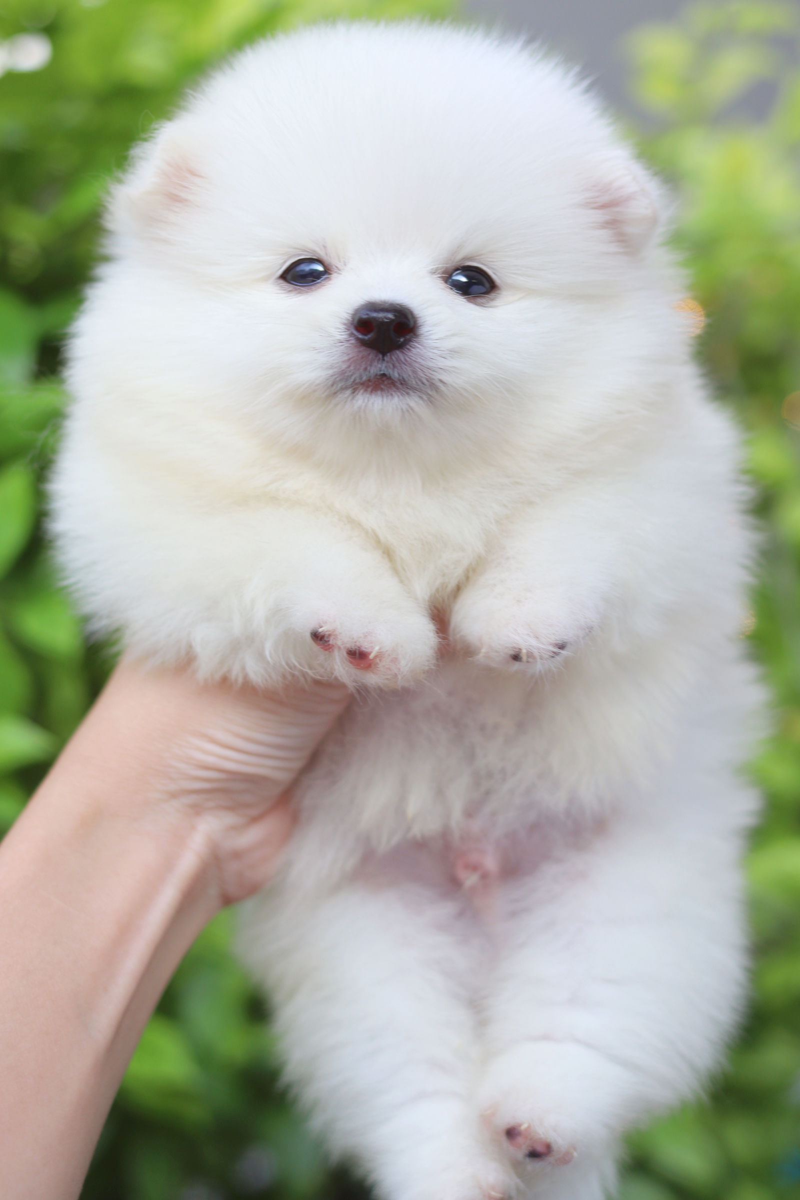 ปอมเมอเรเนียน เพศผู้สีขาวครีม