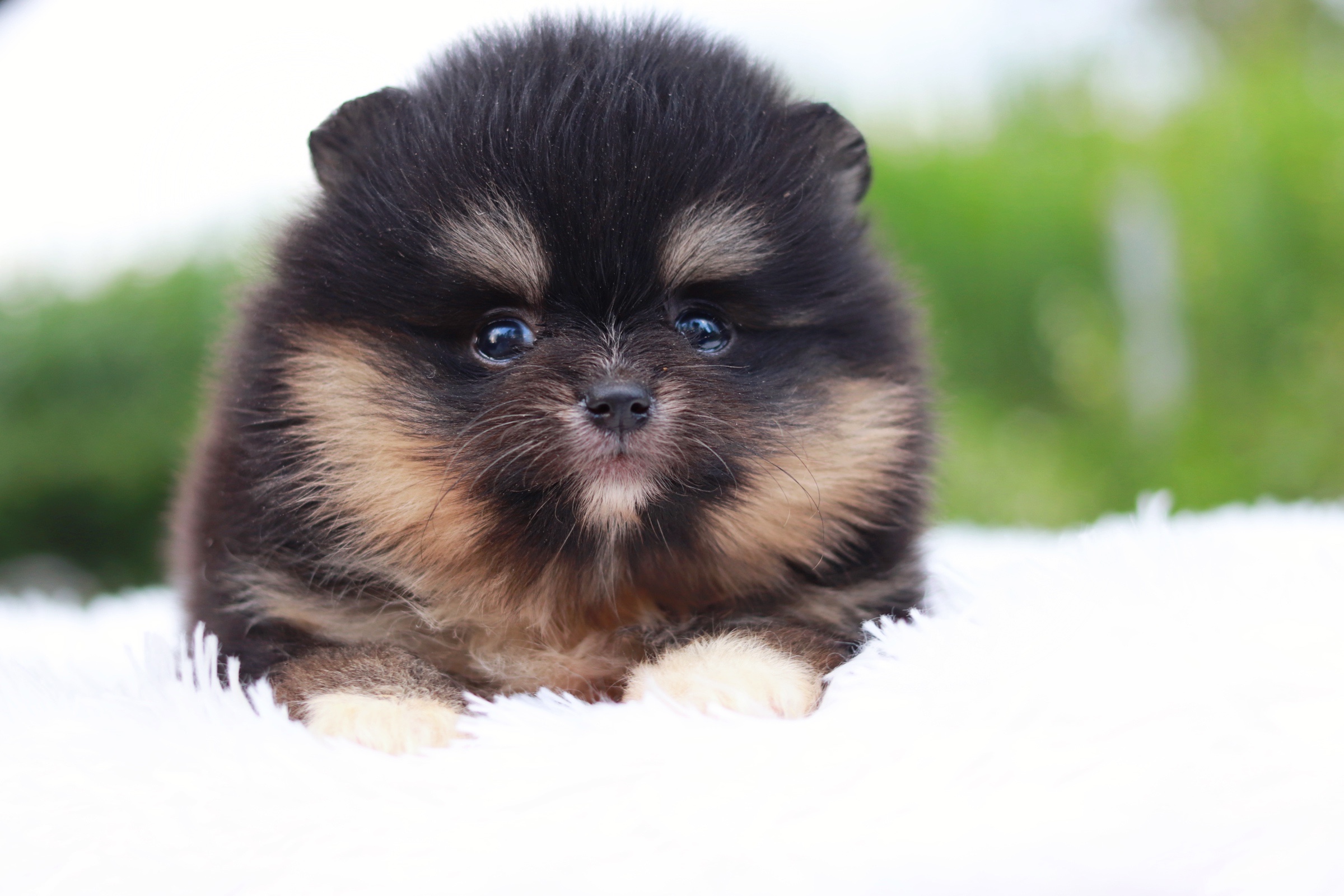 ปอมเมอเรเนียน เพศเมีย แบล็คแทน