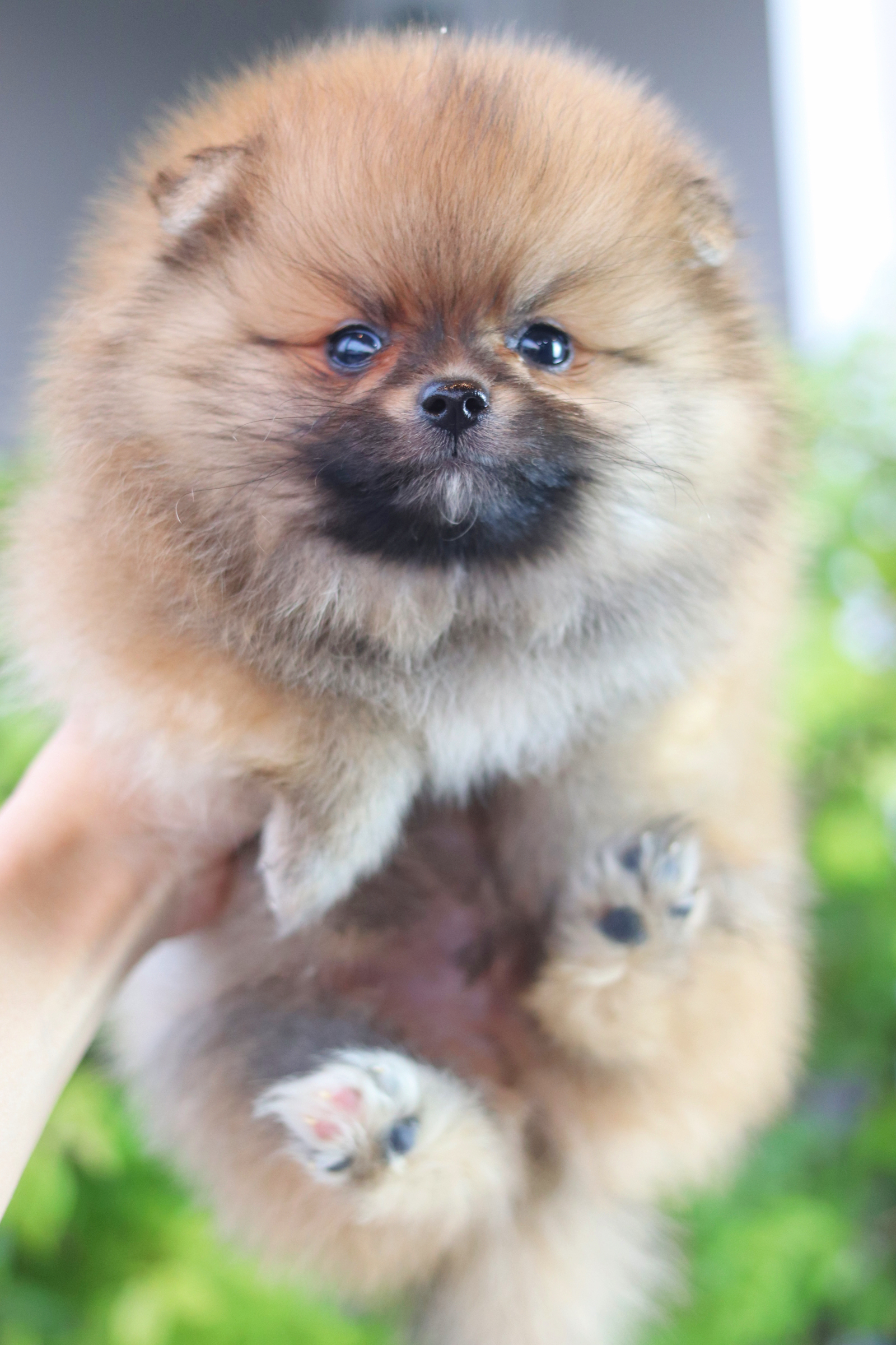 ปอมเมอเรเนียน เพศผู้สีส้ม