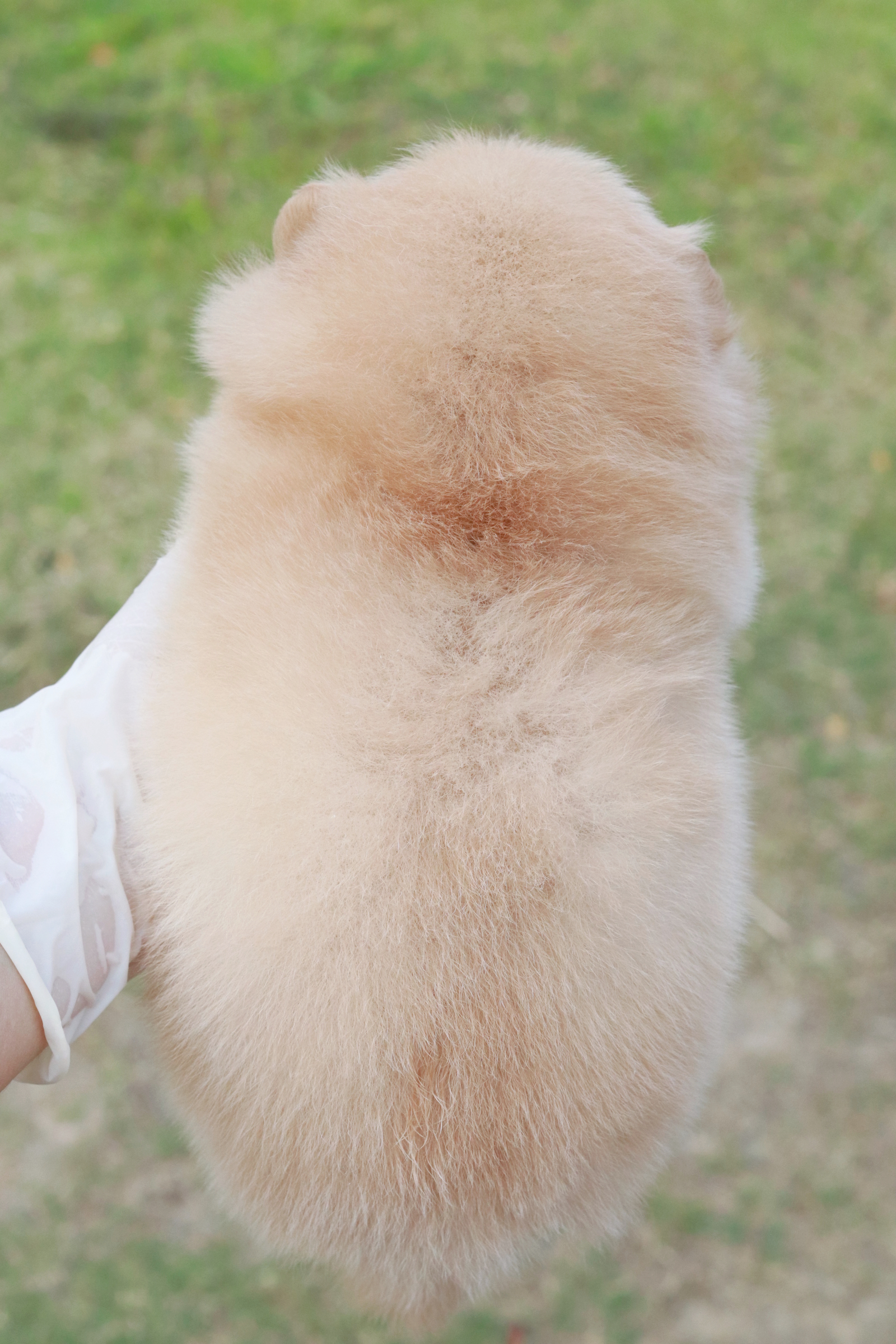 ปอมเมอเรเนียน เพศเมีย ครีม