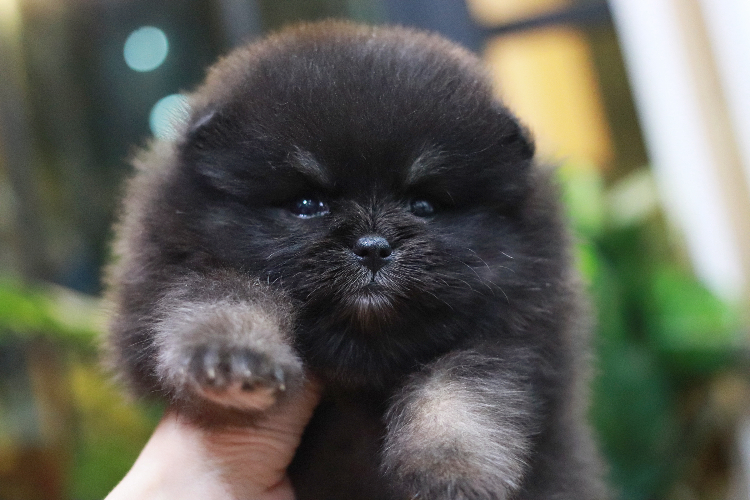 ปอมเมอเรเนียน เพศเมีย แบล็คแทน