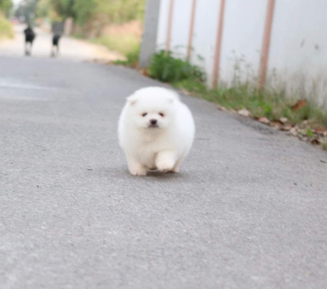 ปอมเมอเรเนียน เพศผู้