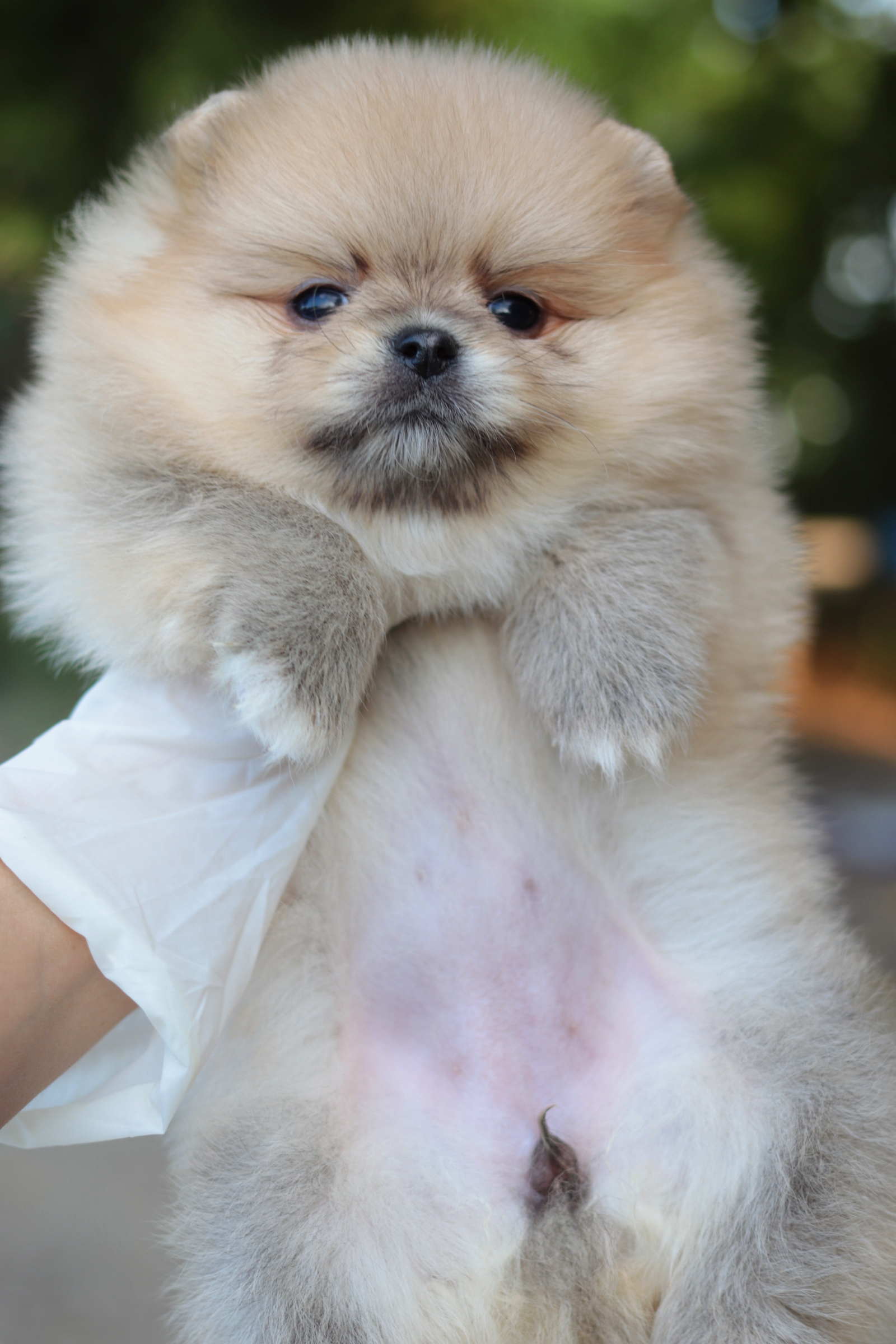 ปอมเมอเรเนียน เพศเมียสีส้ม