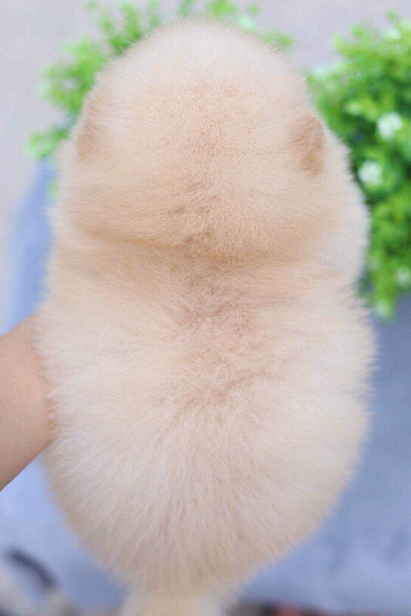 ปอมเมอเรเนียน เพศเมีย